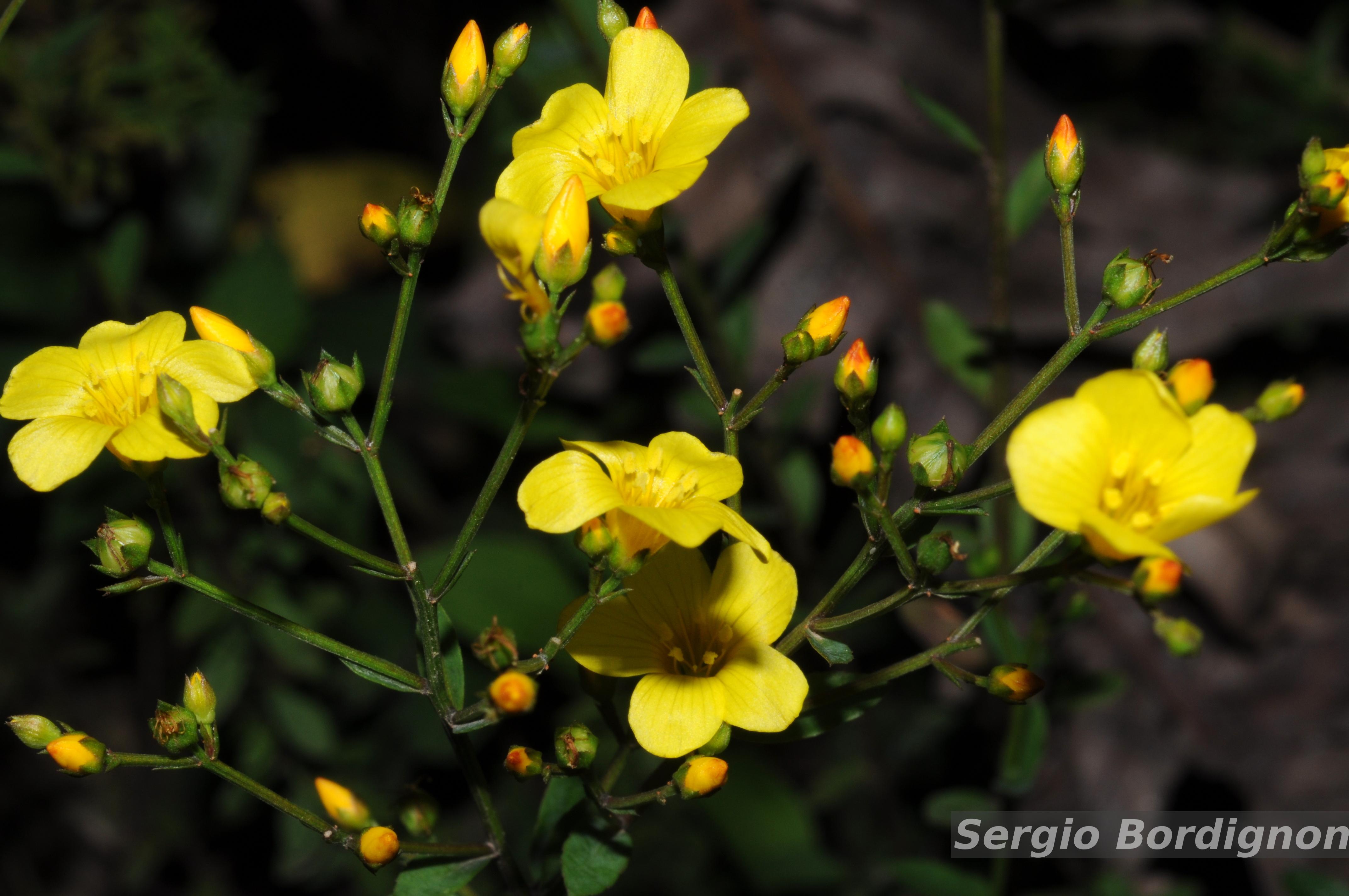 Flora e Funga do Brasil - Linum smithii Mildner