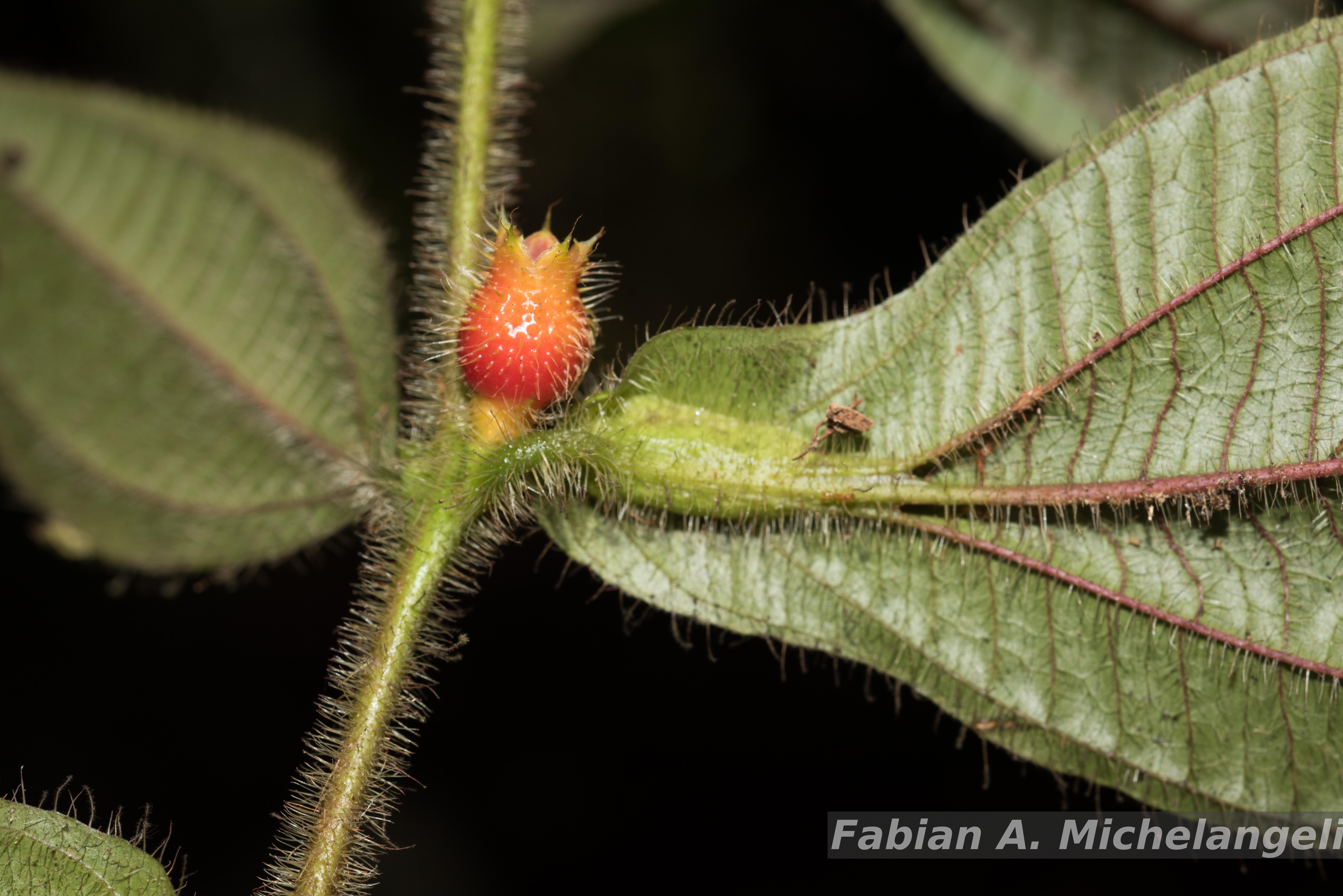 Flora e Funga do Brasil - Vismia guianensis (Aubl.) Choisy