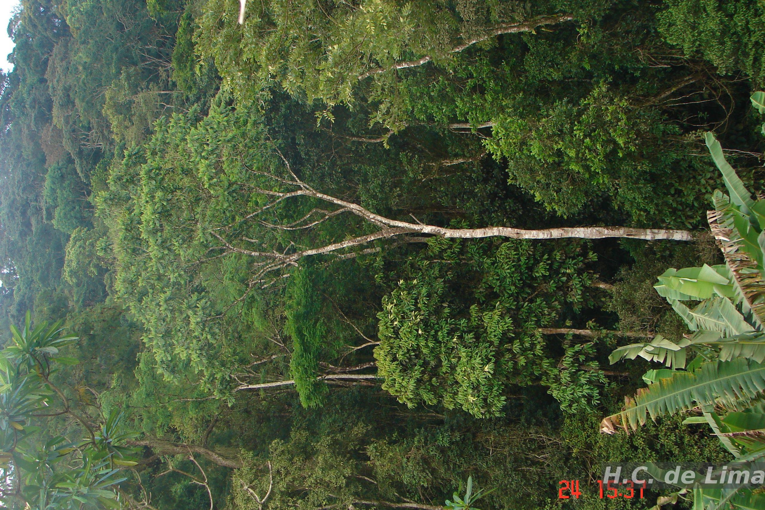 GIRUVI 「Grow on the Wall」Gracilius Holambelo - Loja Gran Flora