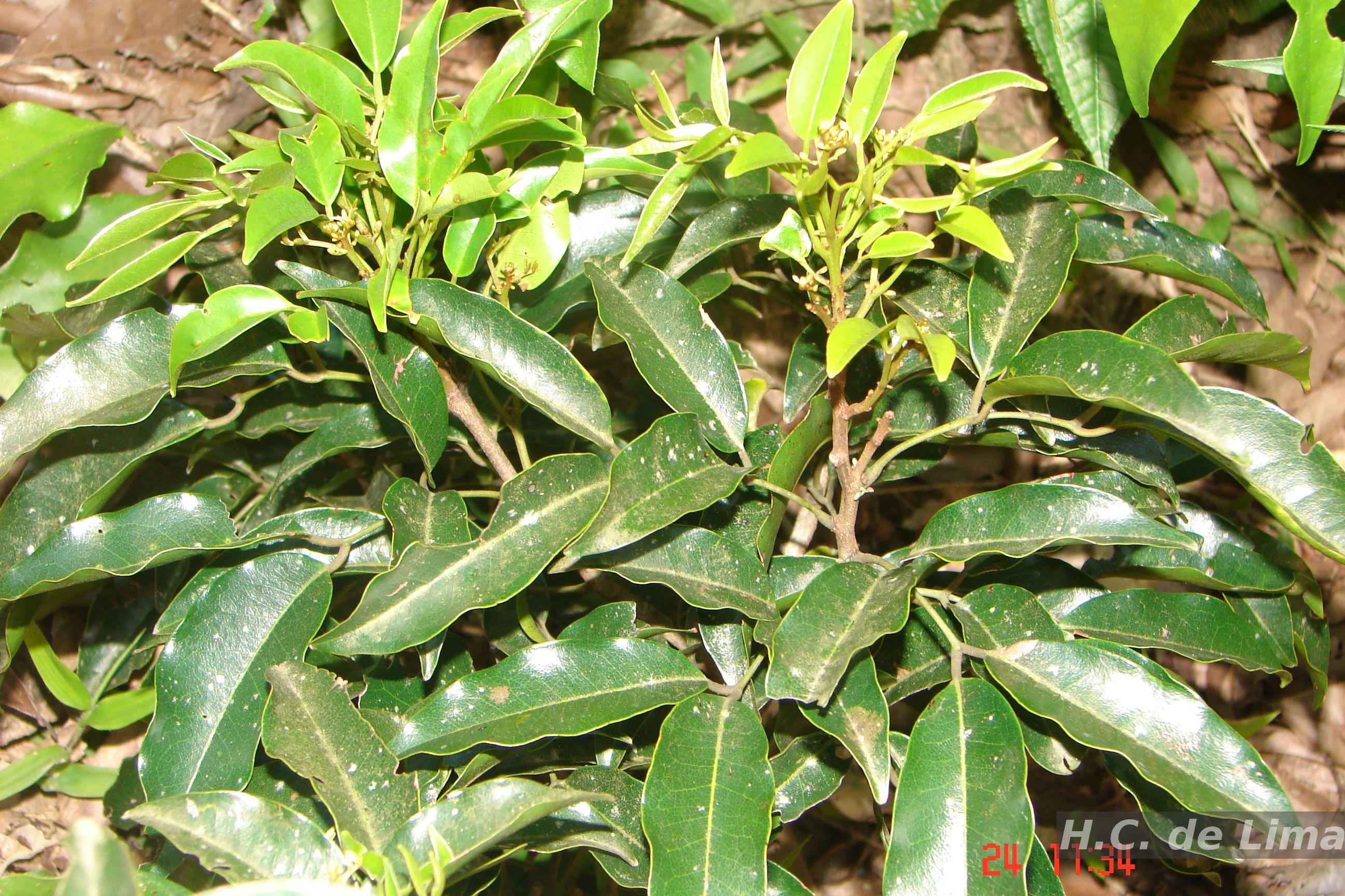 GIRUVI 「Grow on the Wall」Gracilius Holambelo - Loja Gran Flora