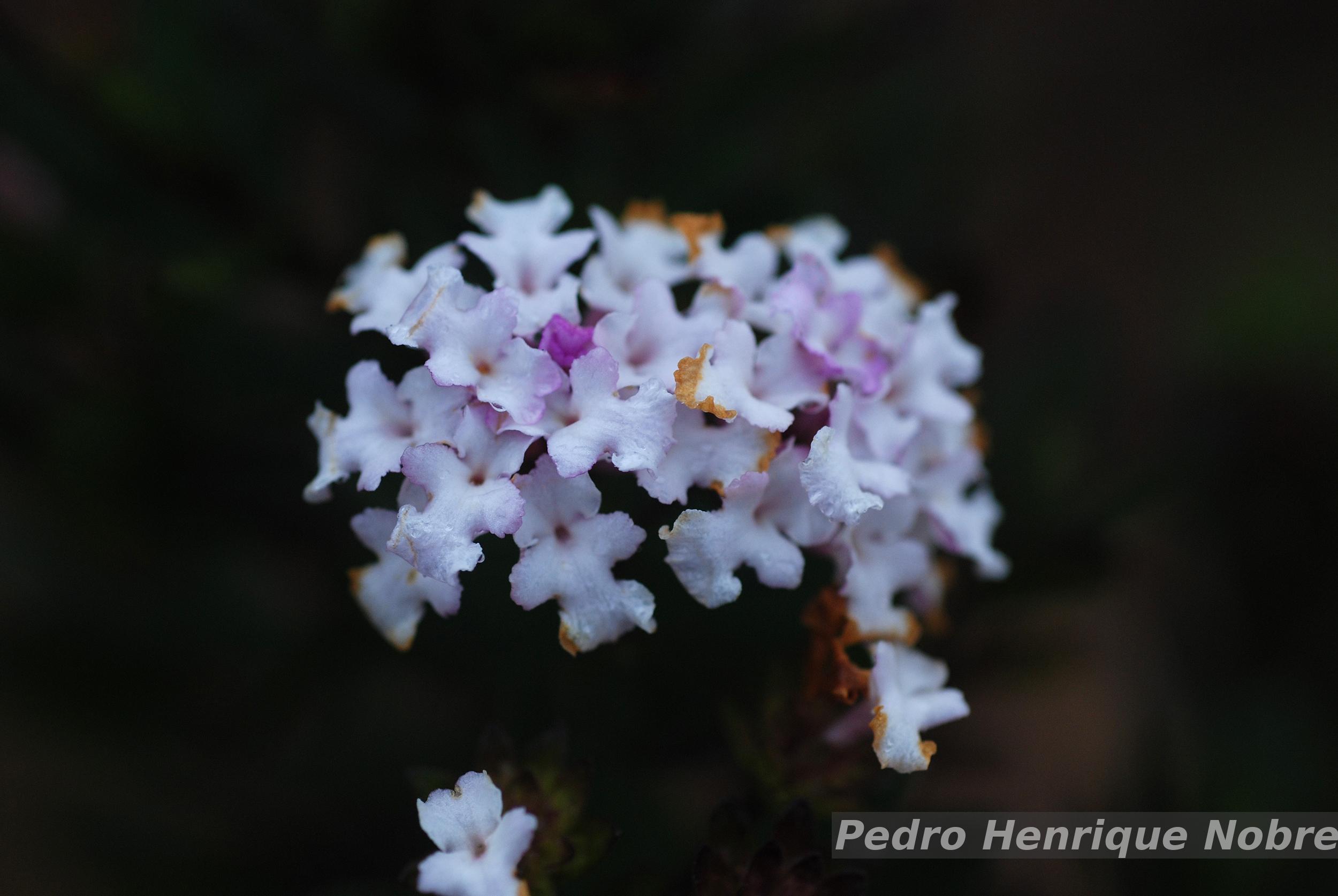 Brazilian Flora Checklist - Lippia triplinervis Gardner