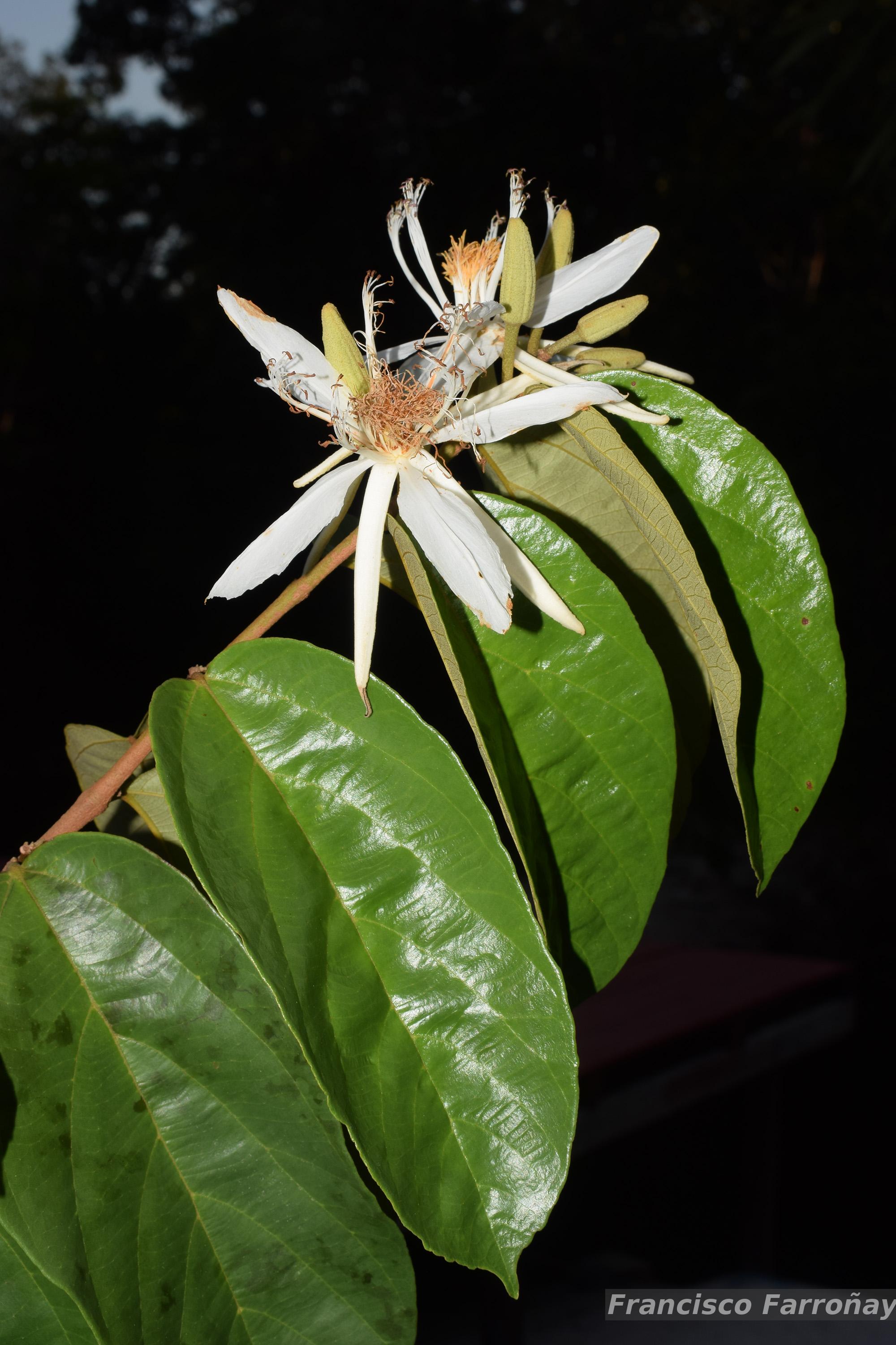 アグリアス　ファルキドンFourninae Flora e Funga do Brasil