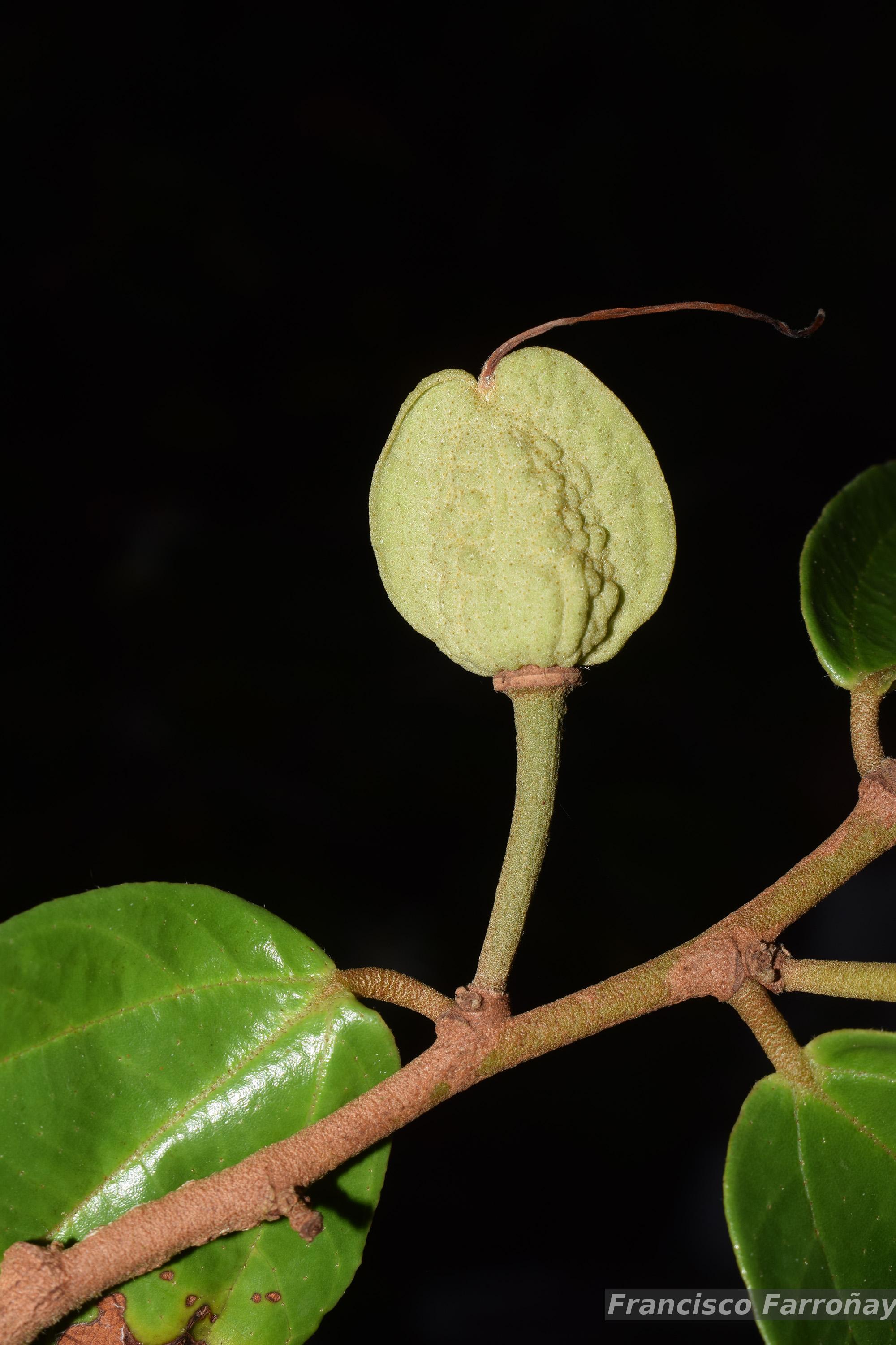 Flora e Funga do Brasil