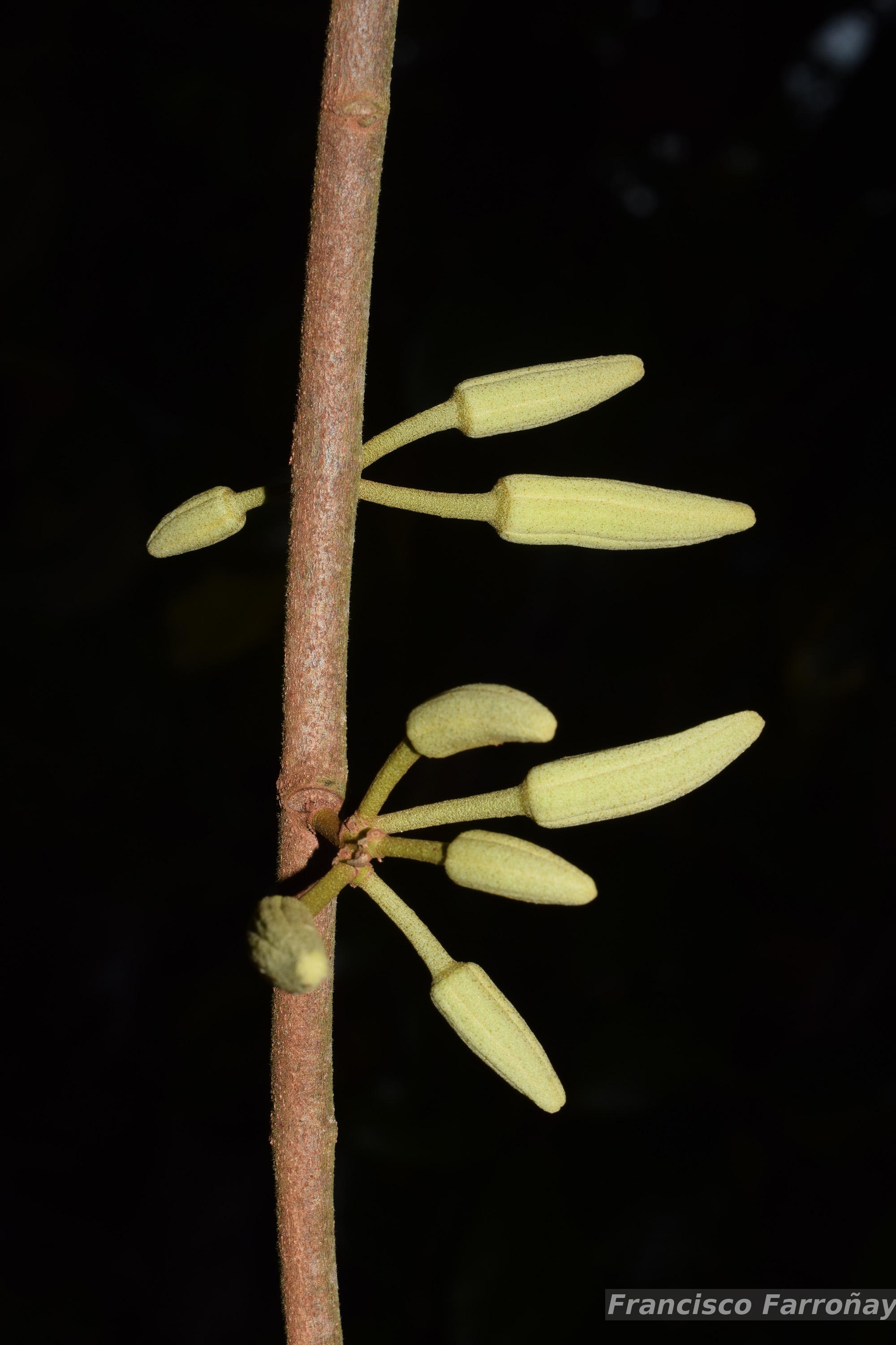 Flora e Funga do Brasil