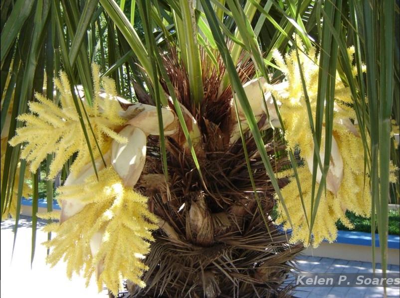Flora e Funga do Brasil