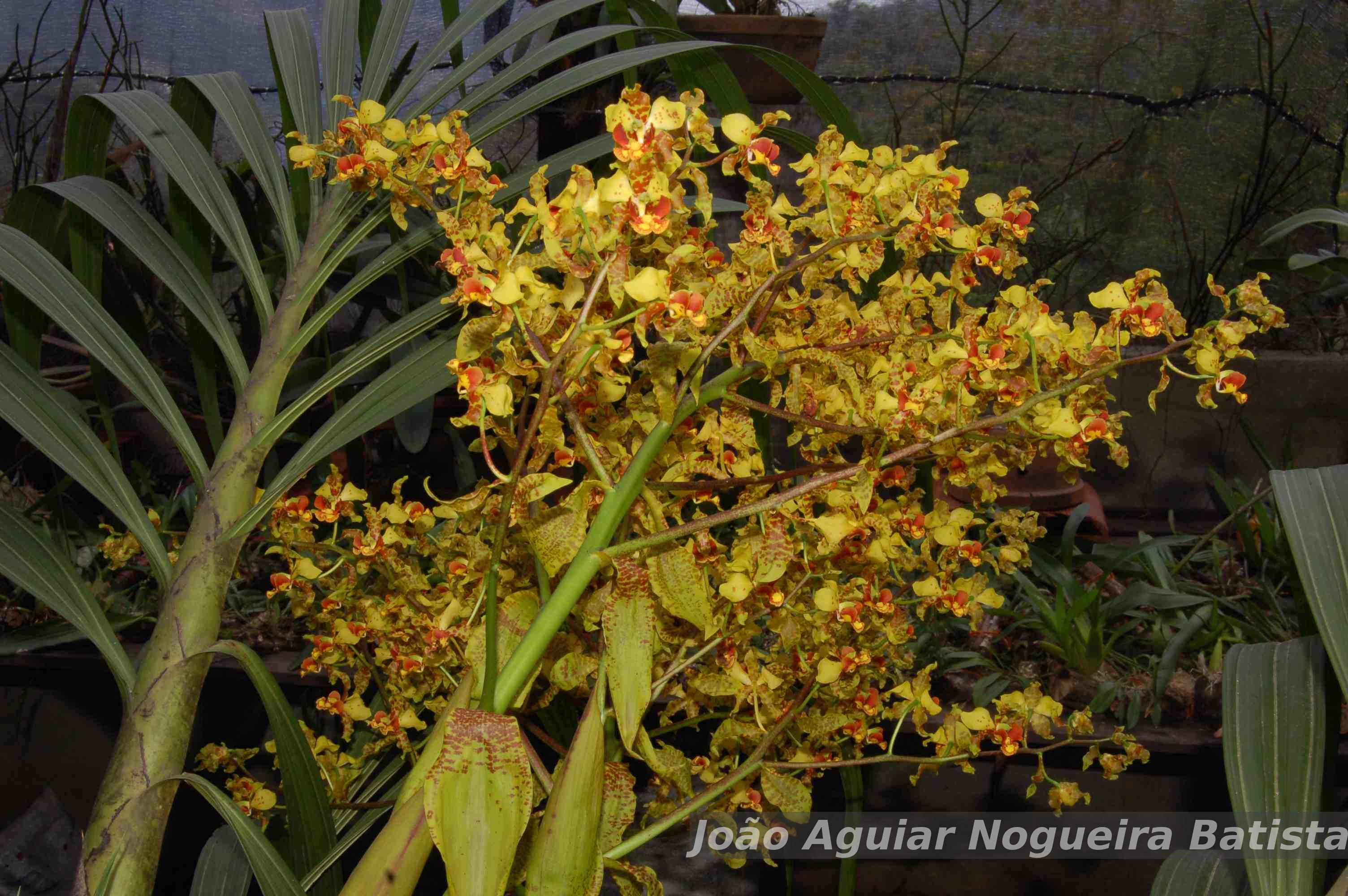 Flora e Funga do Brasil