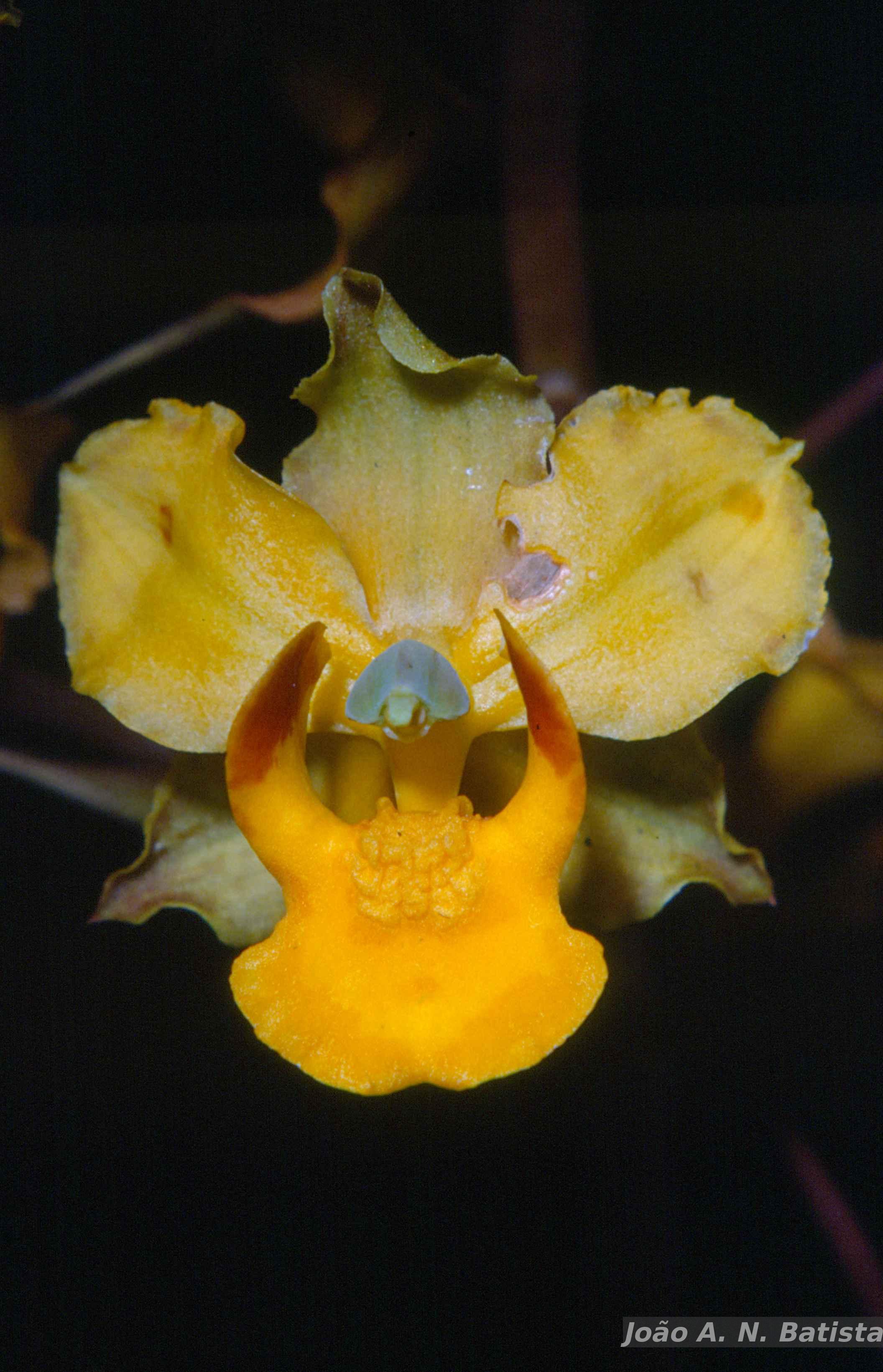 Flora e Funga do Brasil