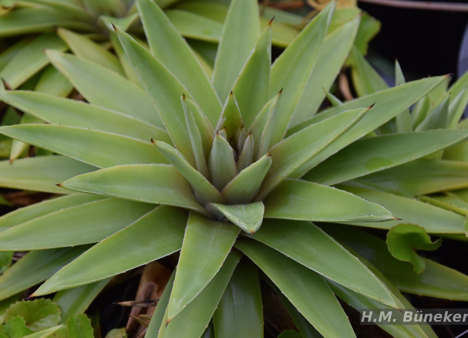 Flora e Funga do Brasil - Dyckia distachya Hassl.