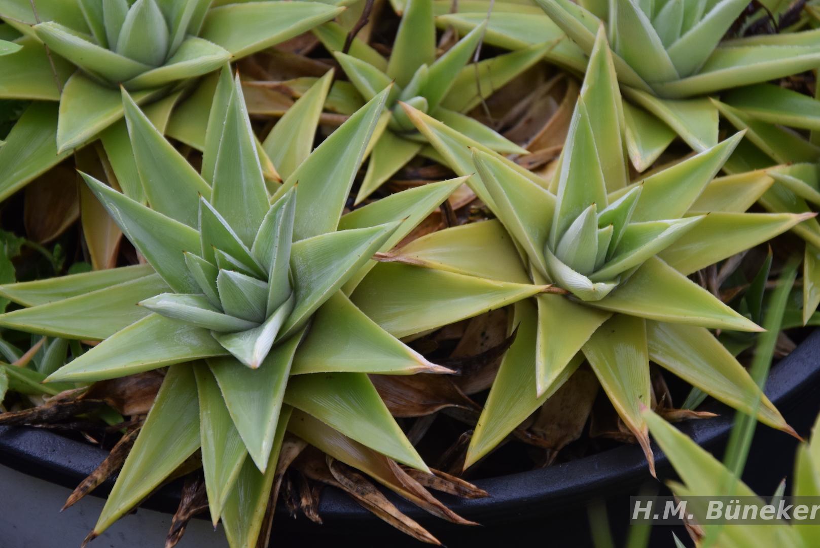 Flora e Funga do Brasil