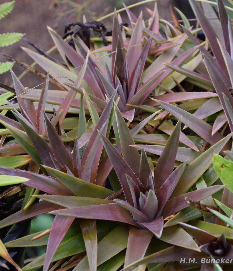 Flora e Funga do Brasil