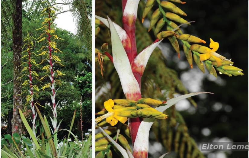 Flora e Funga do Brasil - Alcantarea odorata (Leme) J.R.Grant