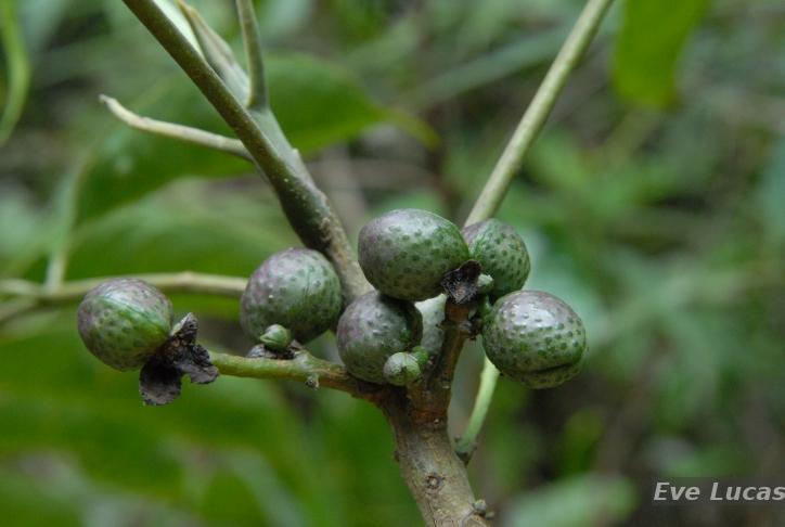 Flora e Funga do Brasil