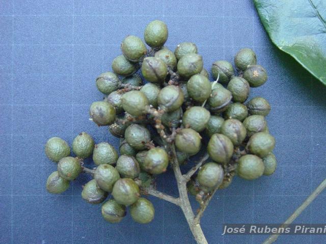 ボスウェリア　アメーロ Yahoo!オークション - ボスウェリア アメーロ Boswellia ameero