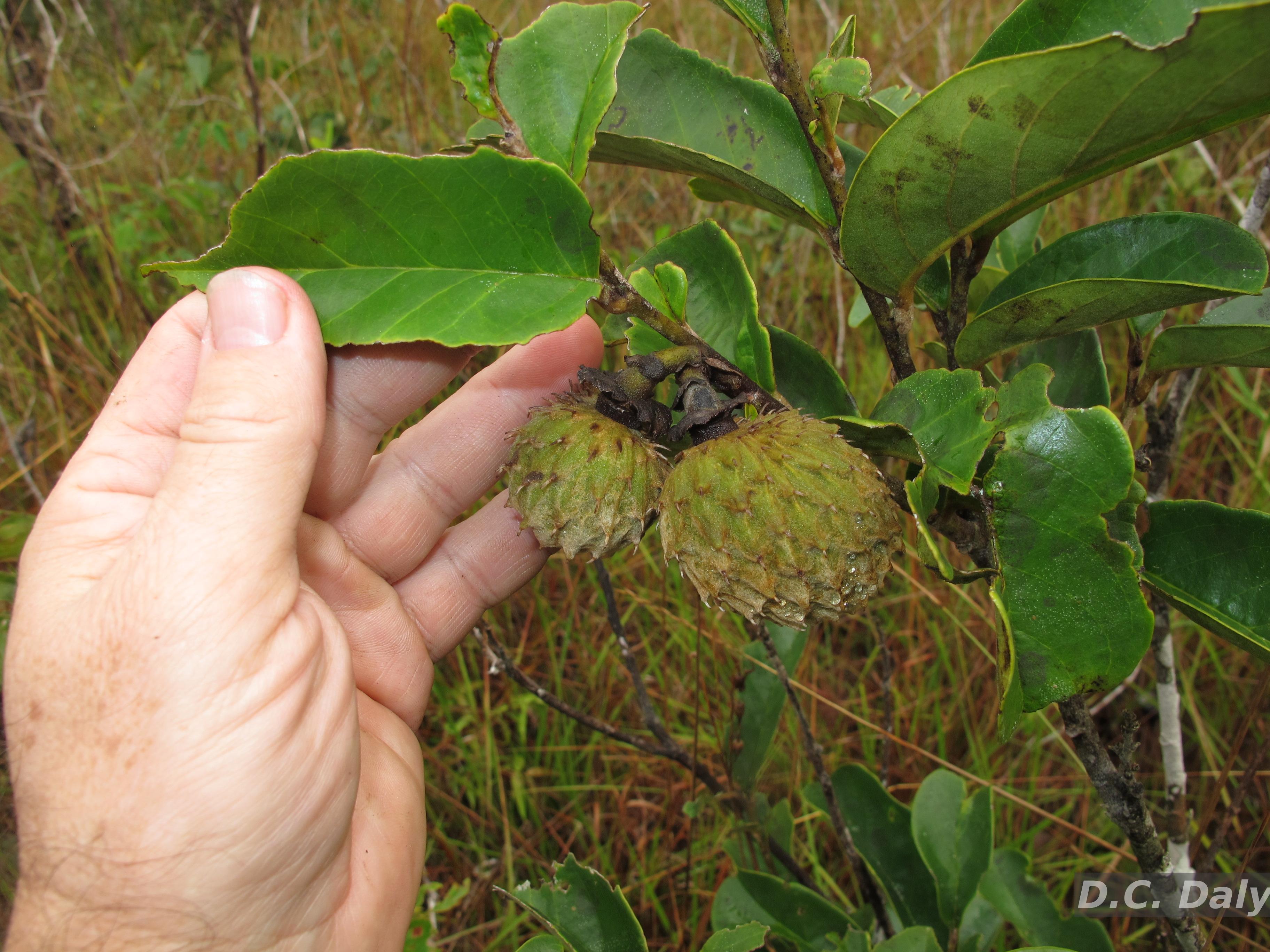 SciELO - Brasil - Polinização e biologia reprodutiva de Araticum-liso  (Annona coriacea Mart.: Annonaceae) em uma área de cerrado paulista:  implicações para fruticultura Polinização e biologia reprodutiva de  Araticum-liso (Annona coriacea Mart.