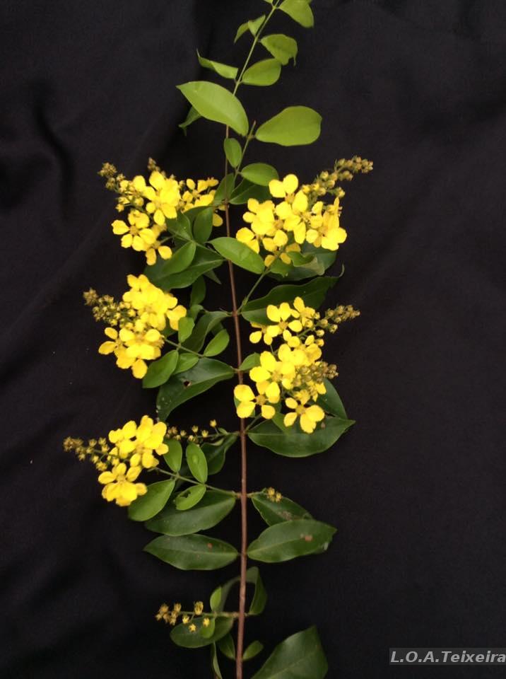 【はるplants】 Flora e Funga do Brasil