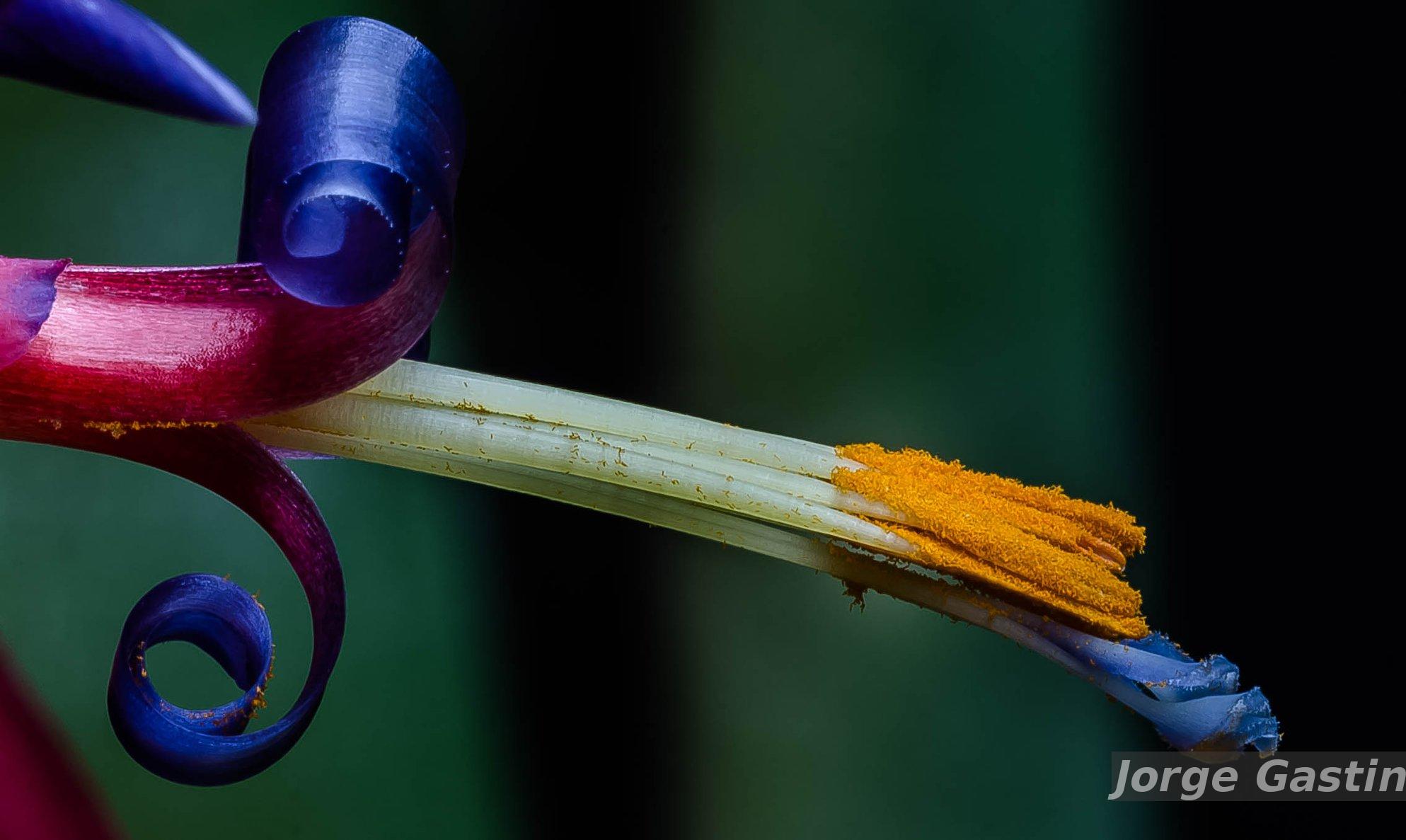 Flora e Funga do Brasil - Billbergia vittata Brongn. ex Morel