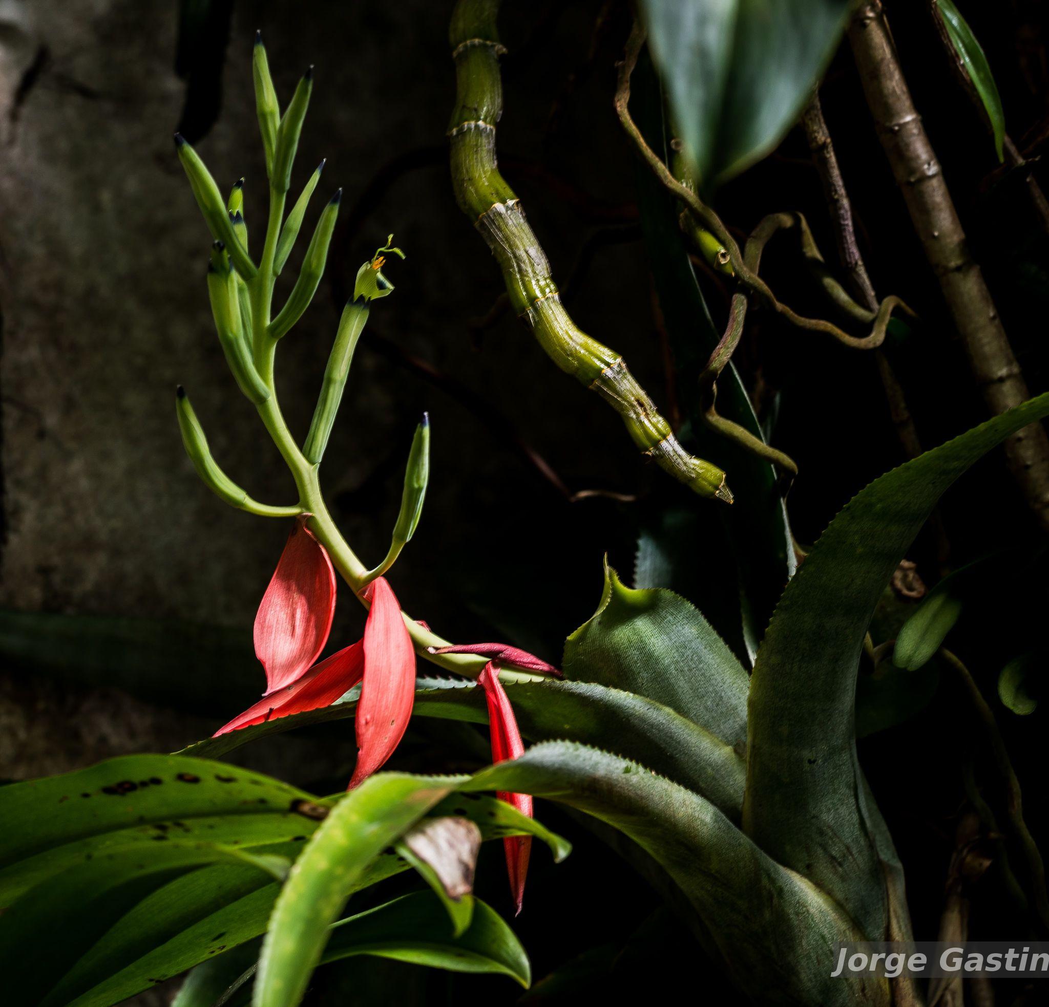 Flora e Funga do Brasil - Billbergia amoena (Lodd.) Lindl.