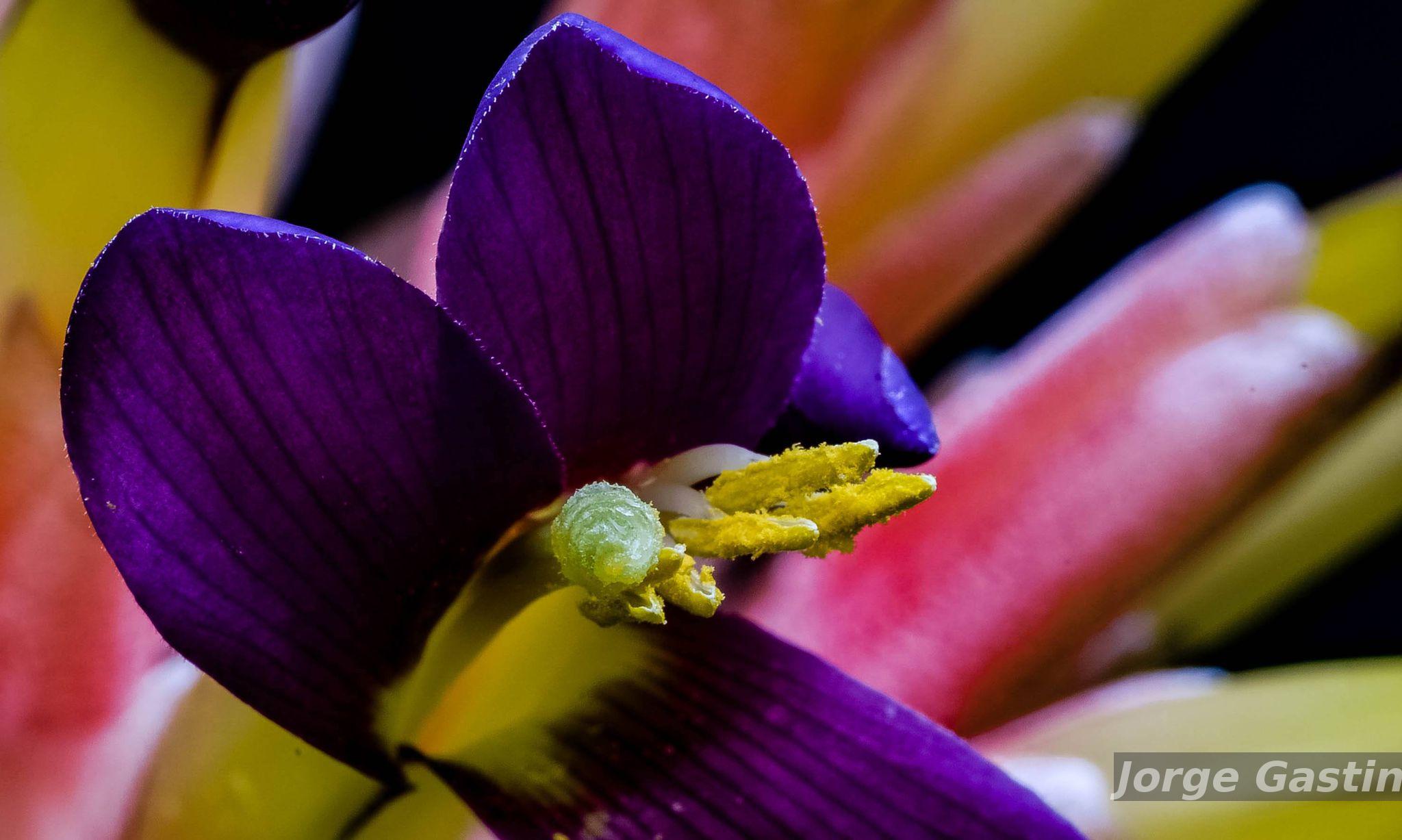 Flora e Funga do Brasil - Billbergia euphemiae É.Morren