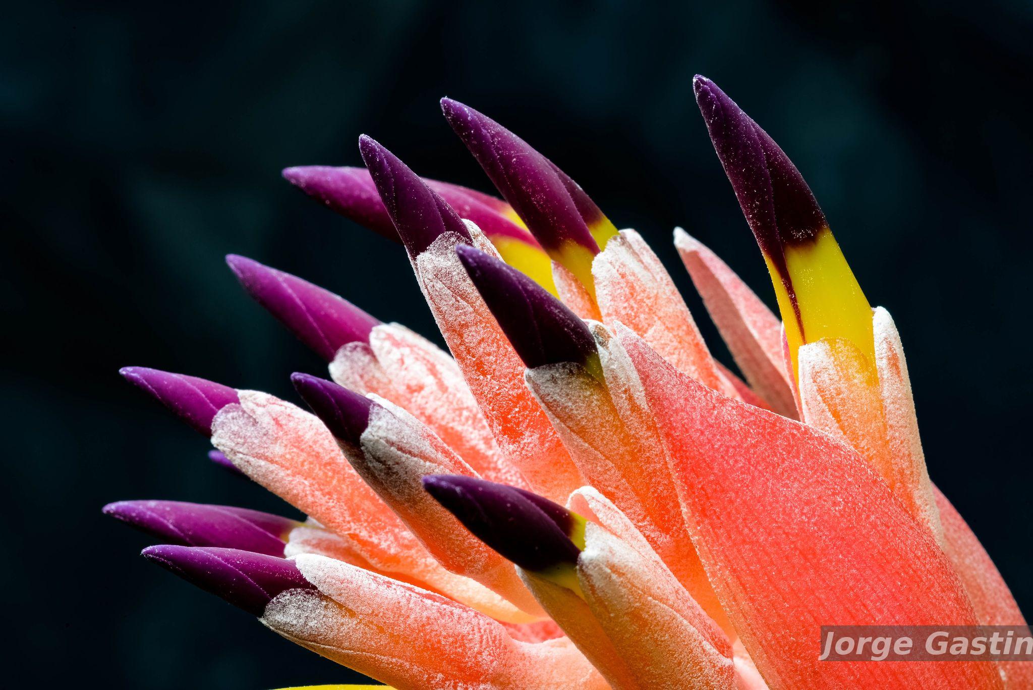 Flora e Funga do Brasil - Billbergia euphemiae É.Morren