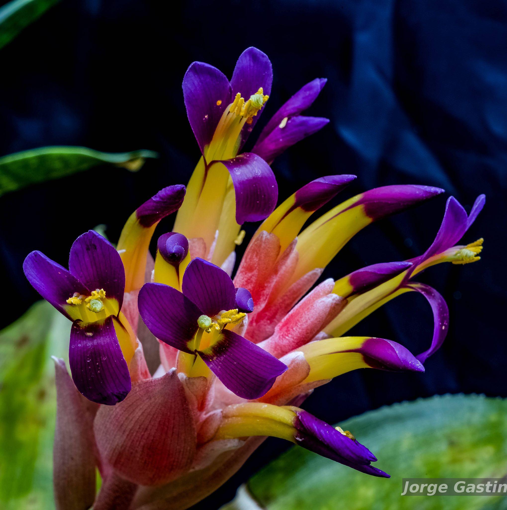 Flora e Funga do Brasil - Billbergia euphemiae É.Morren