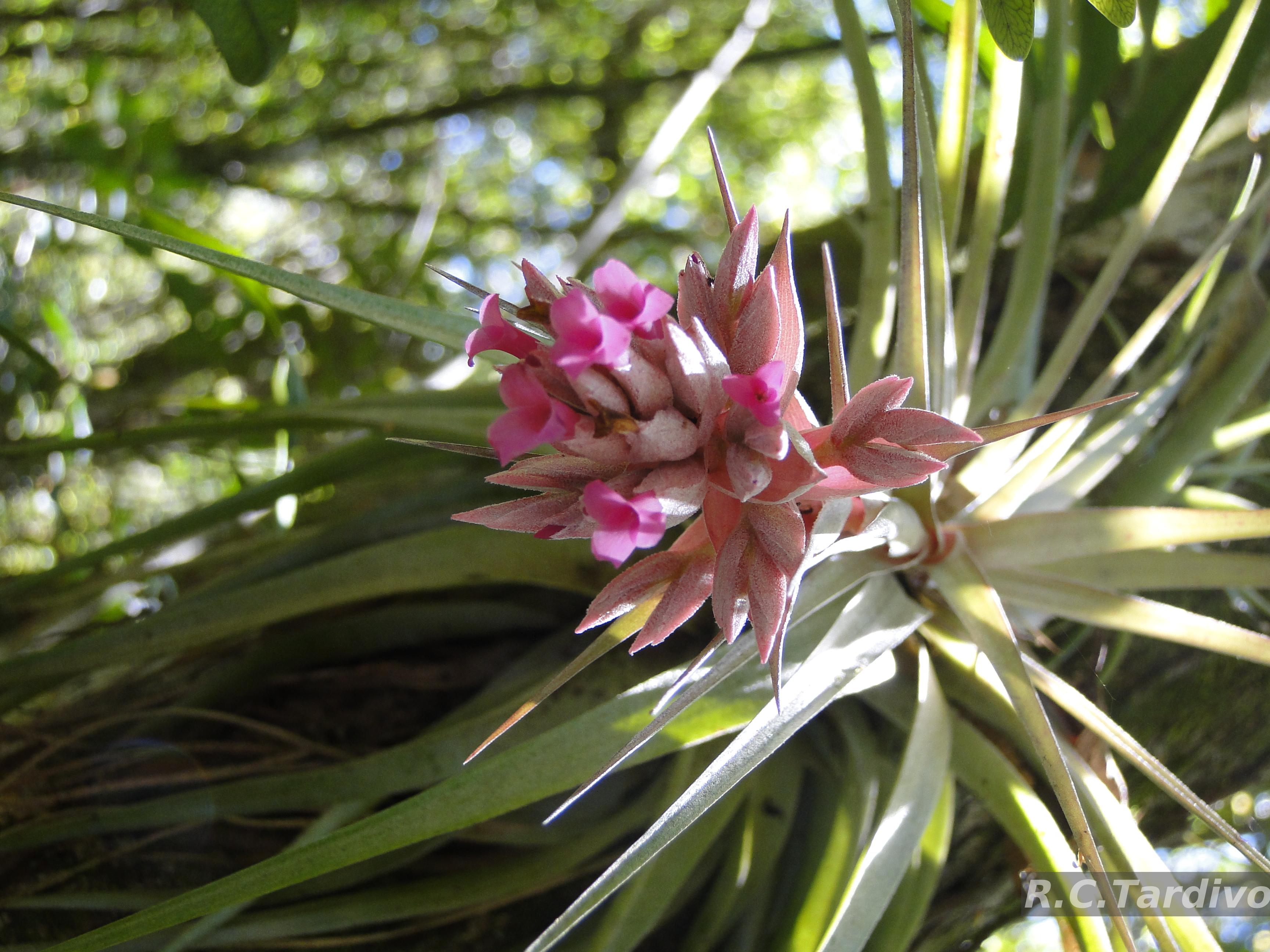 Flora e Funga do Brasil - Tillandsia geminiflora Brongn.