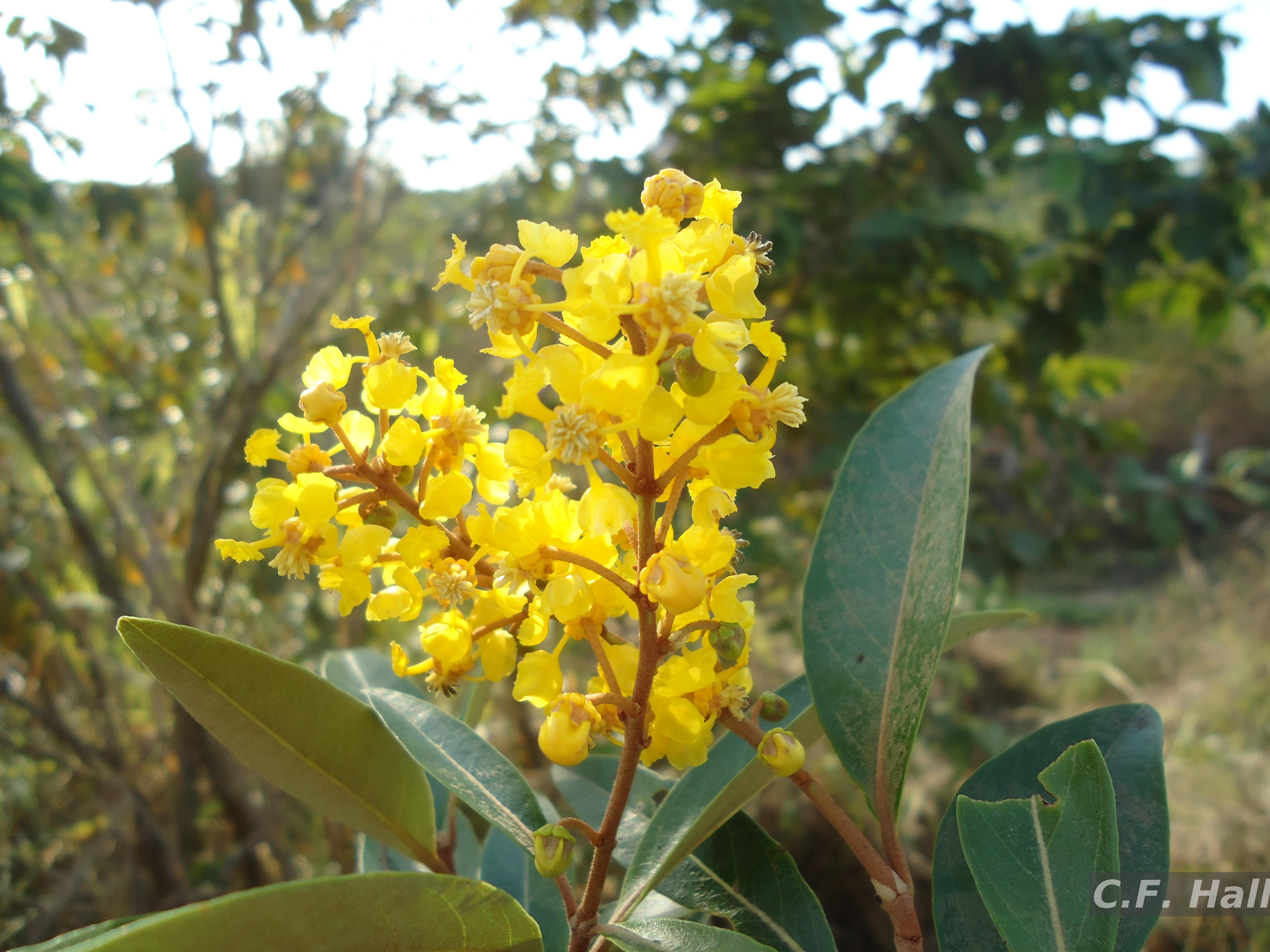 Flora e Funga do Brasil - Garcinia macrophylla Mart.