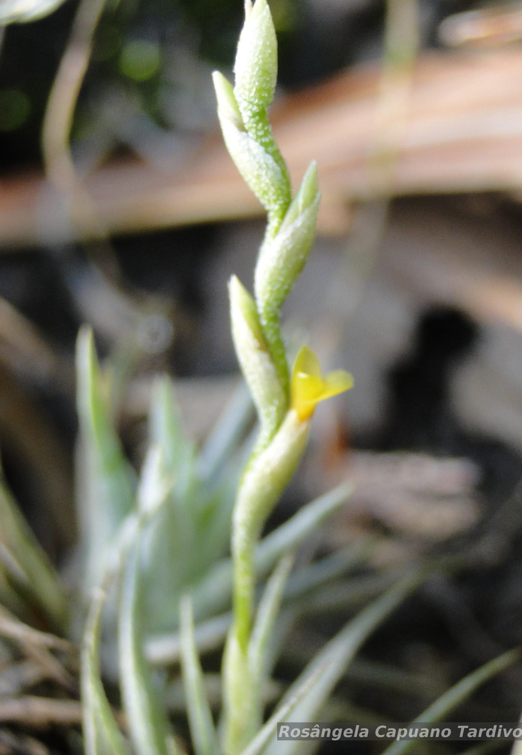 Flora e Funga do Brasil - Tillandsia loliacea Mart. ex Schult
