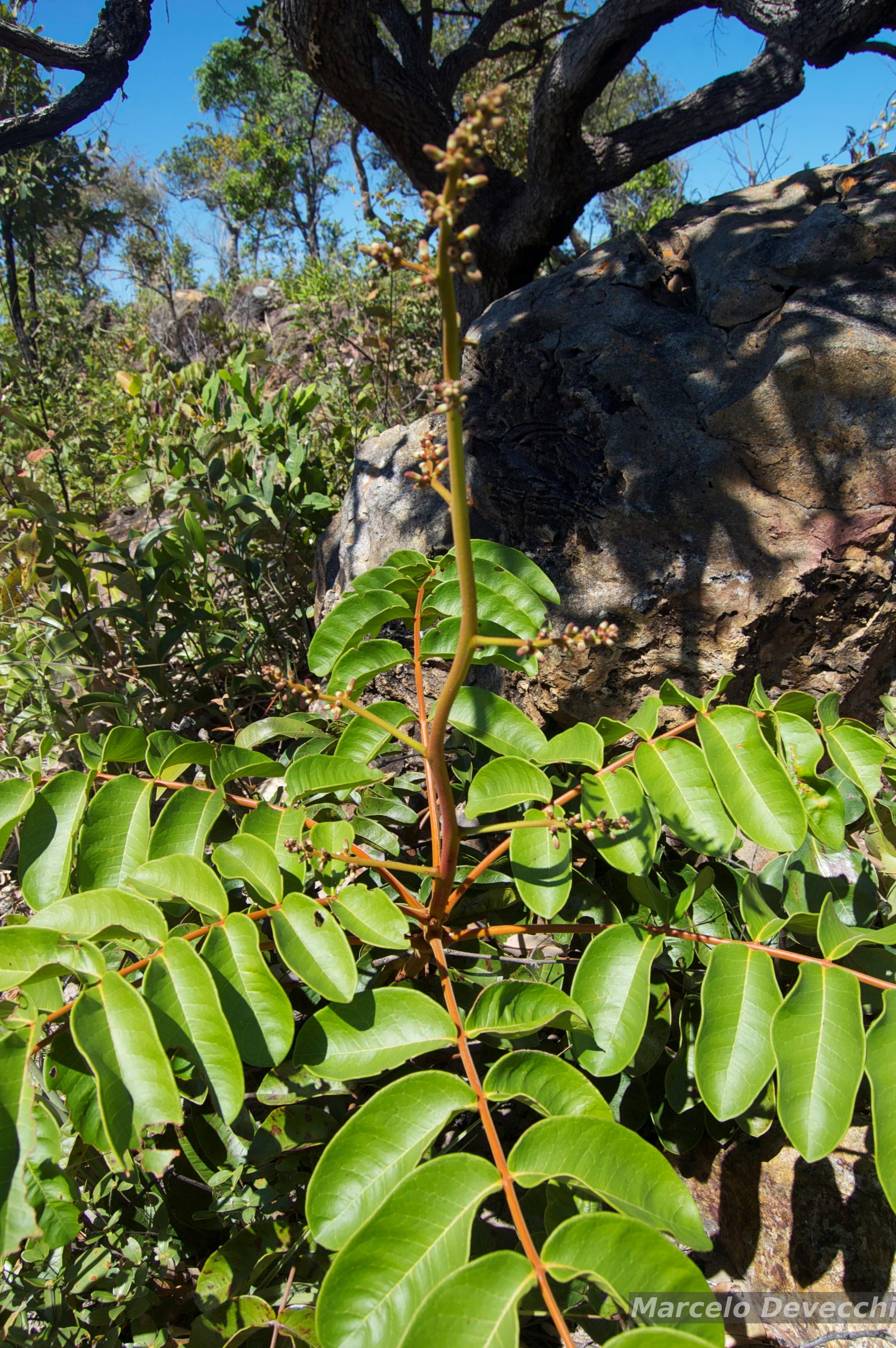 Flora e Funga do Brasil
