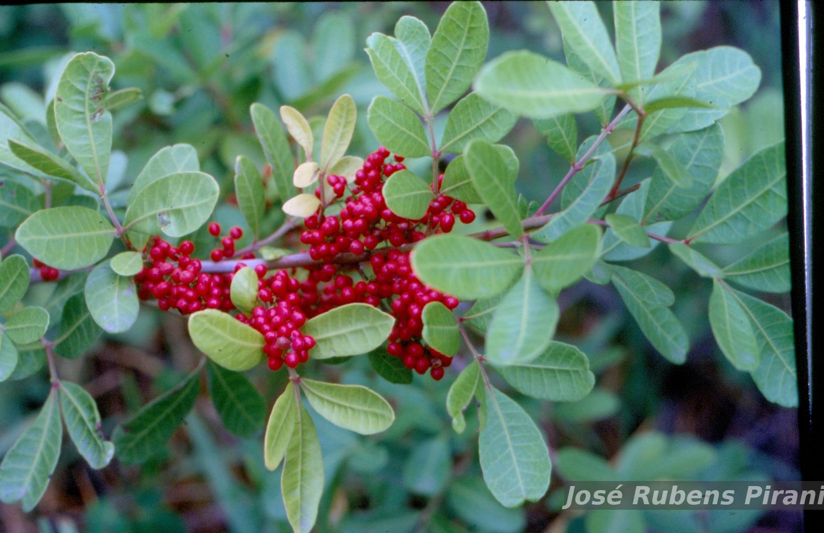 Pensando a biodiversidade: aroeira (Schinus terebinthifolius Raddi