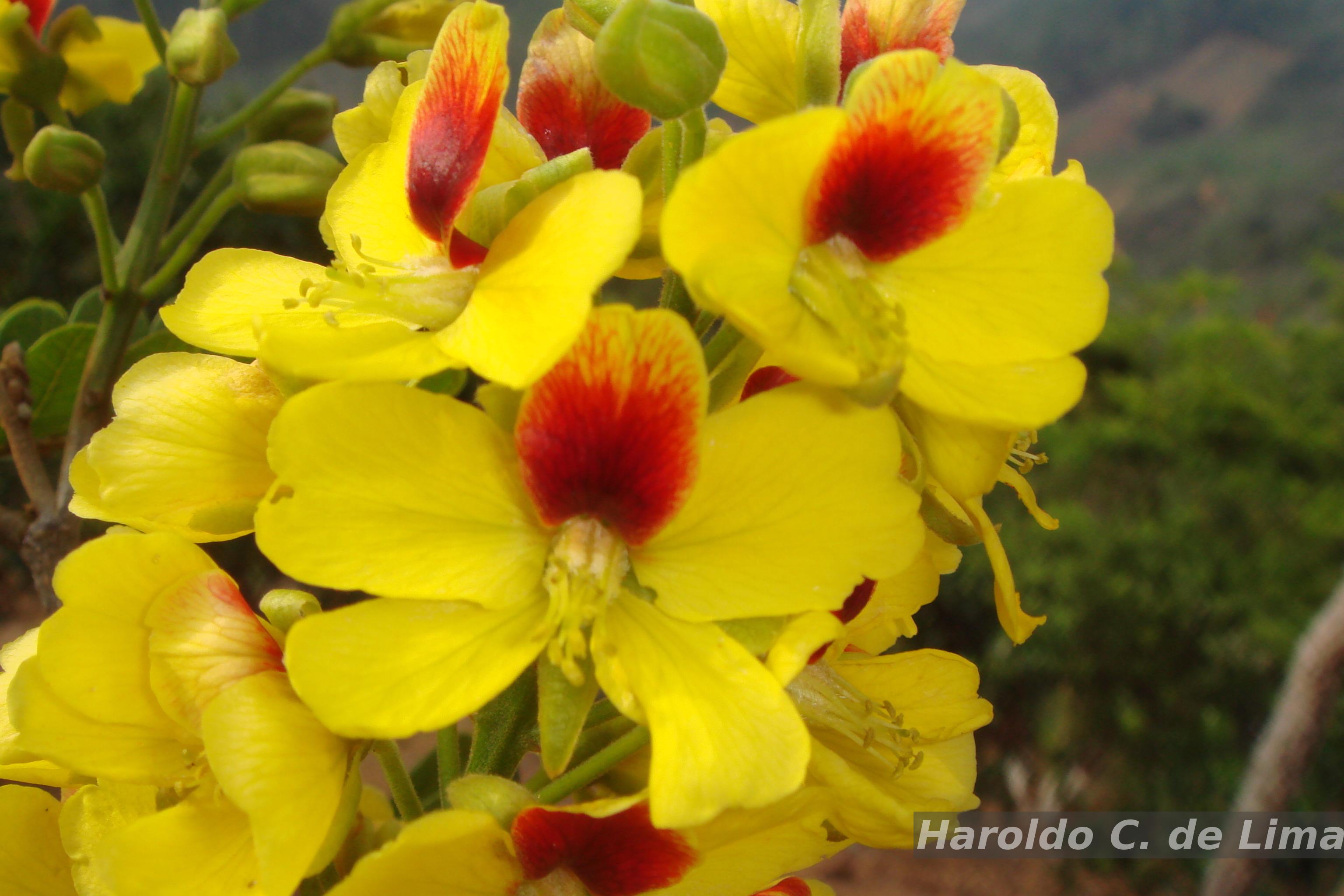 Brazilian Flora Checklist - Paubrasilia echinata (Lam.) Gagnon, H.C.Lima &  G.P.Lewis