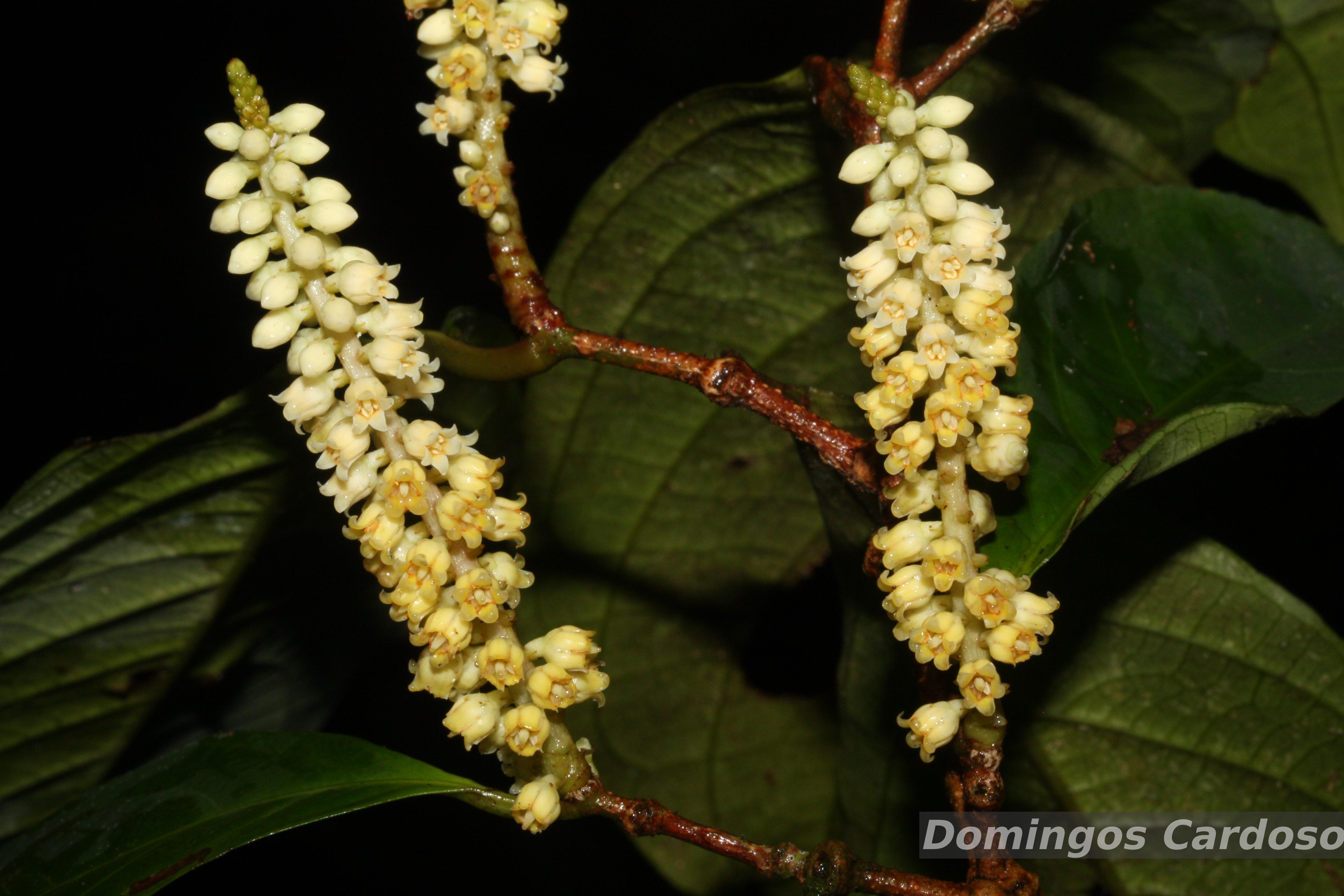 Flora e Funga do Brasil
