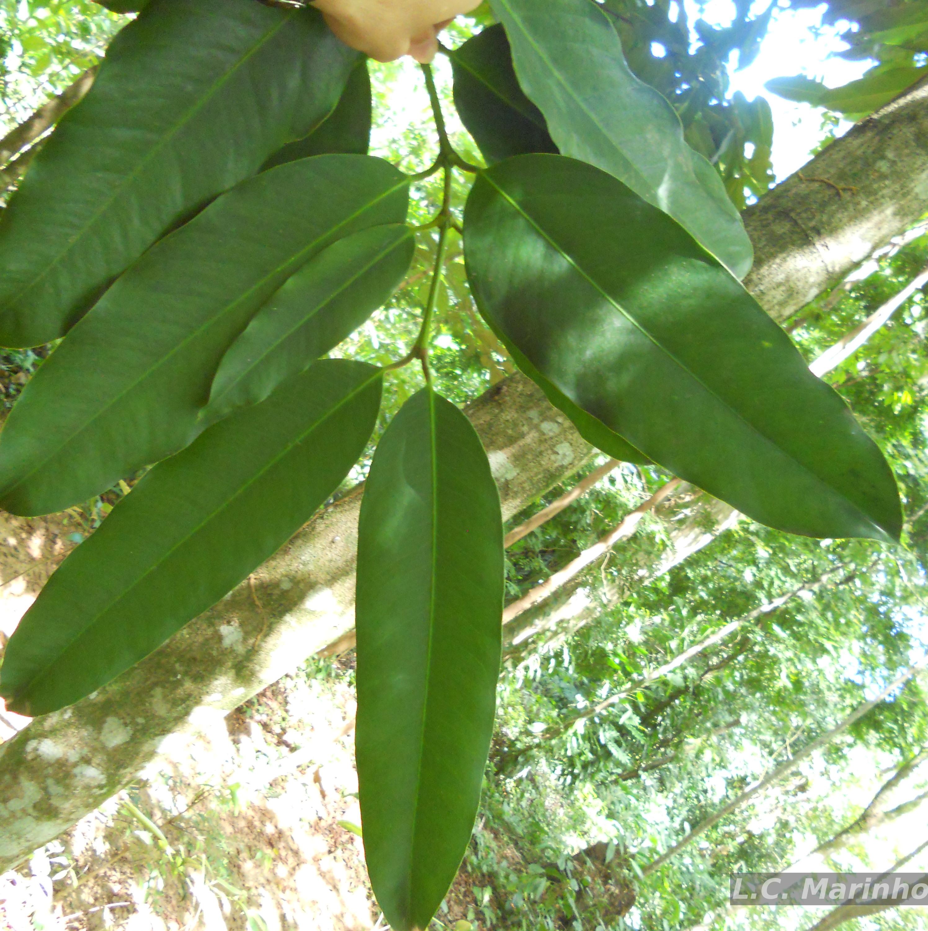 Flora e Funga do Brasil - Garcinia macrophylla Mart.