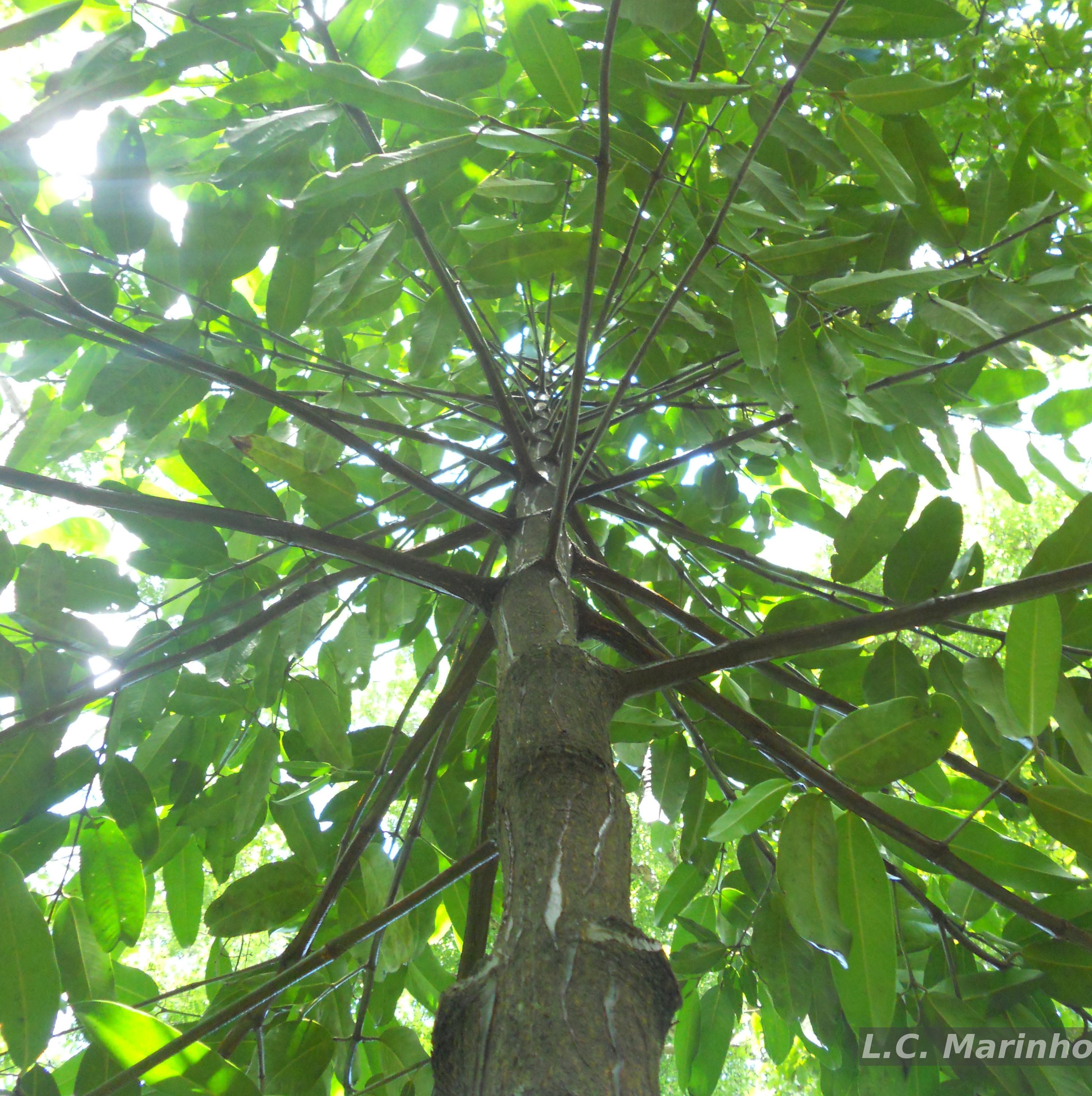 Flora e Funga do Brasil - Garcinia macrophylla Mart.