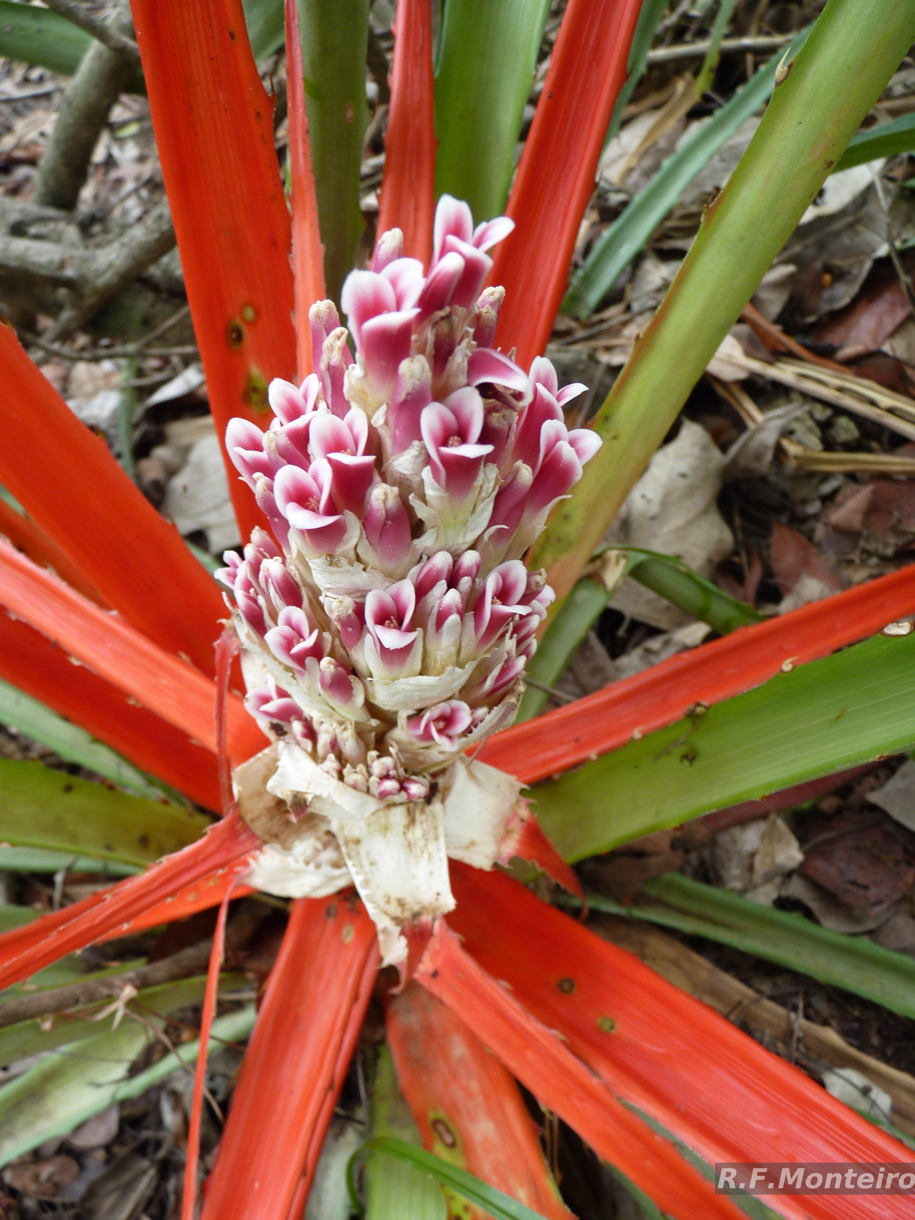 ブロメリア・エアープランツ Alcantarea P.I.T.A Gênero Alcantarea