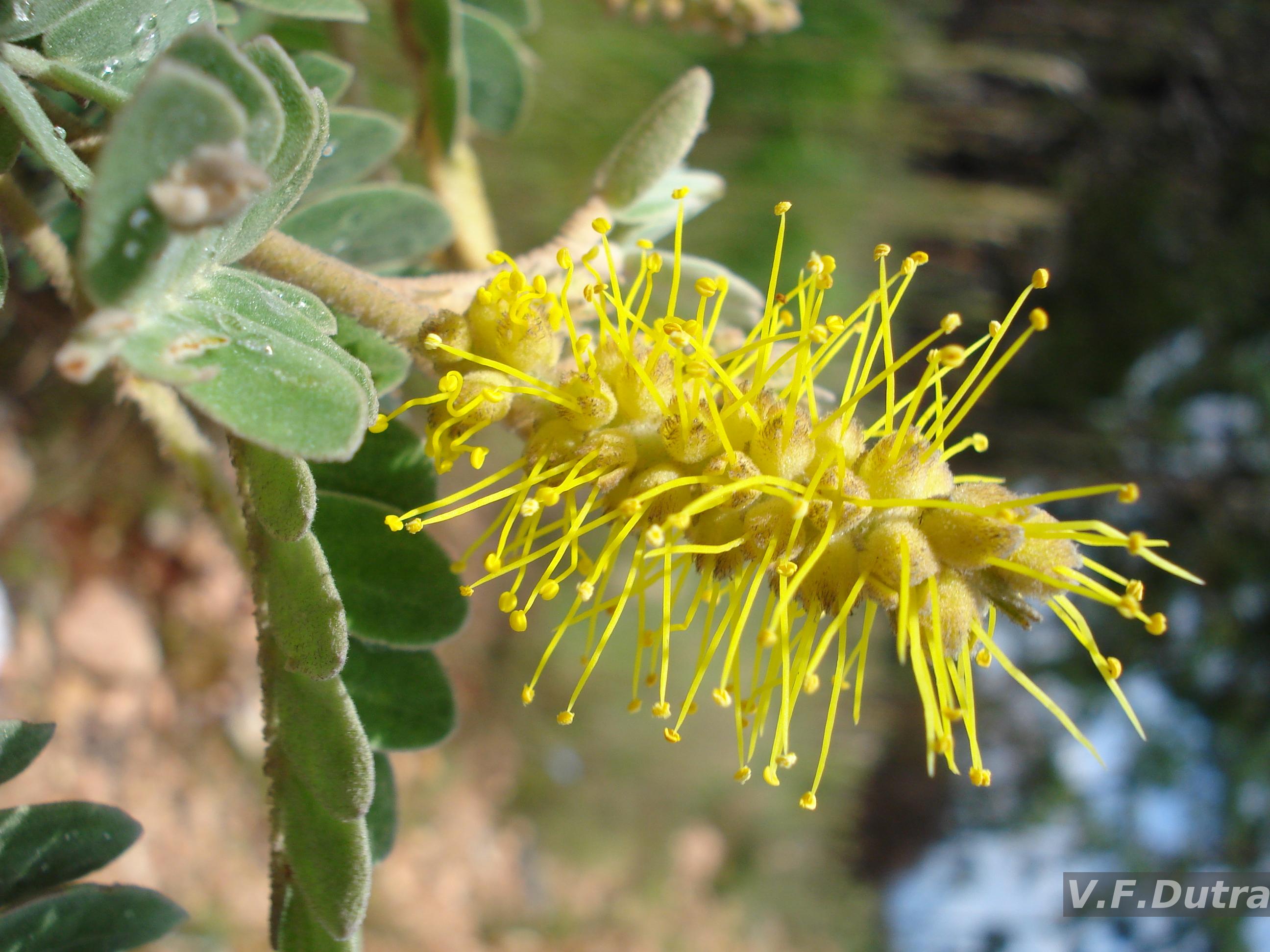Brazilian Flora Checklist - Mimosa L.