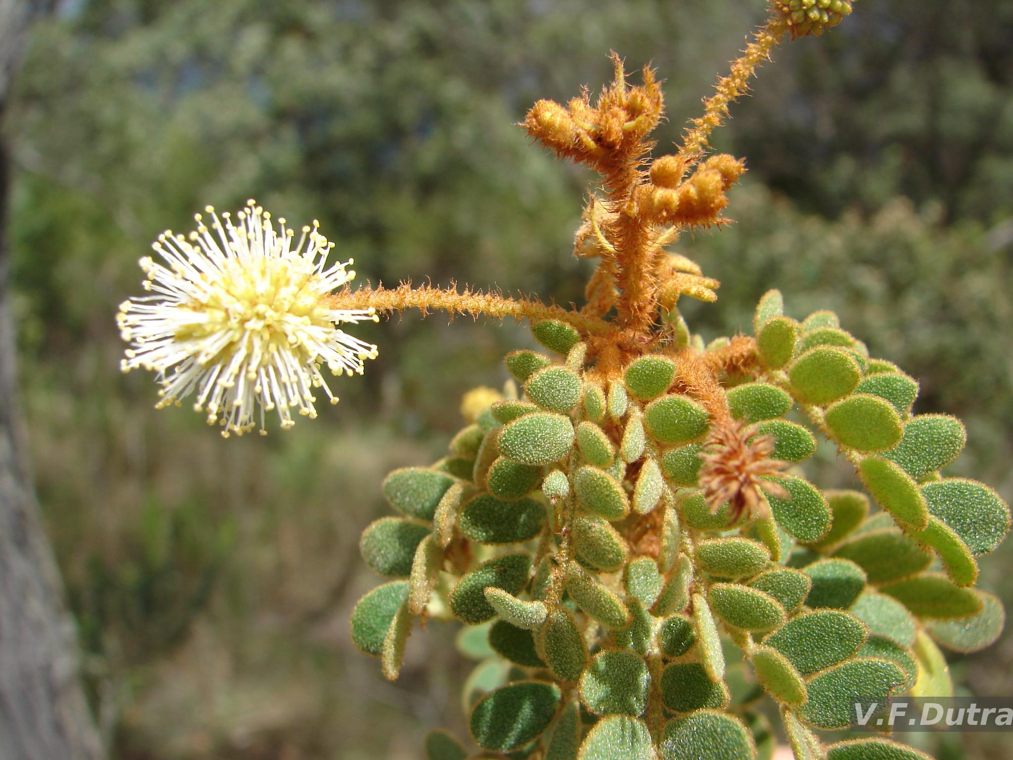 Brazilian Flora Checklist - Mimosa L.