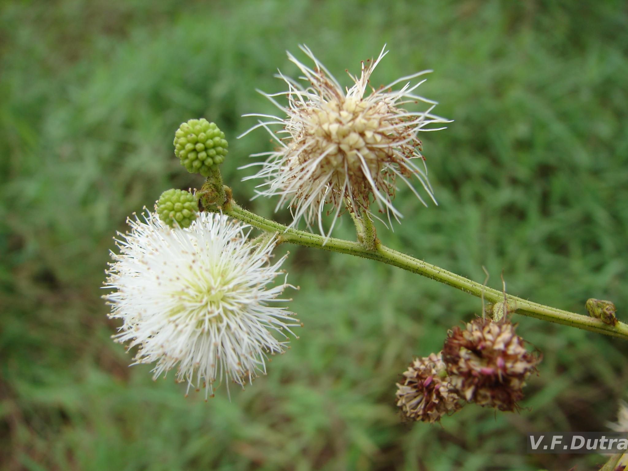 Brazilian Flora Checklist - Mimosa L.