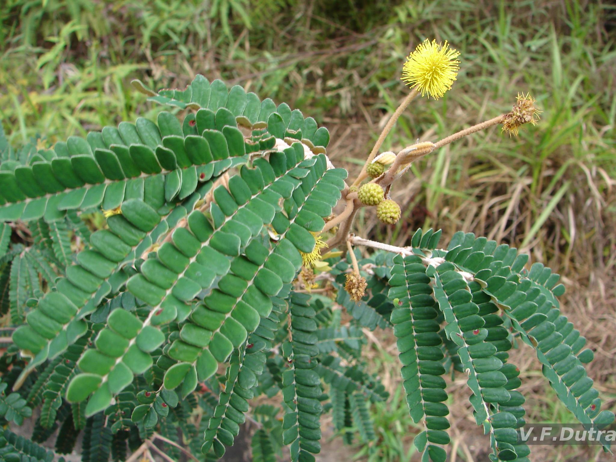 Brazilian Flora Checklist - Mimosa L.