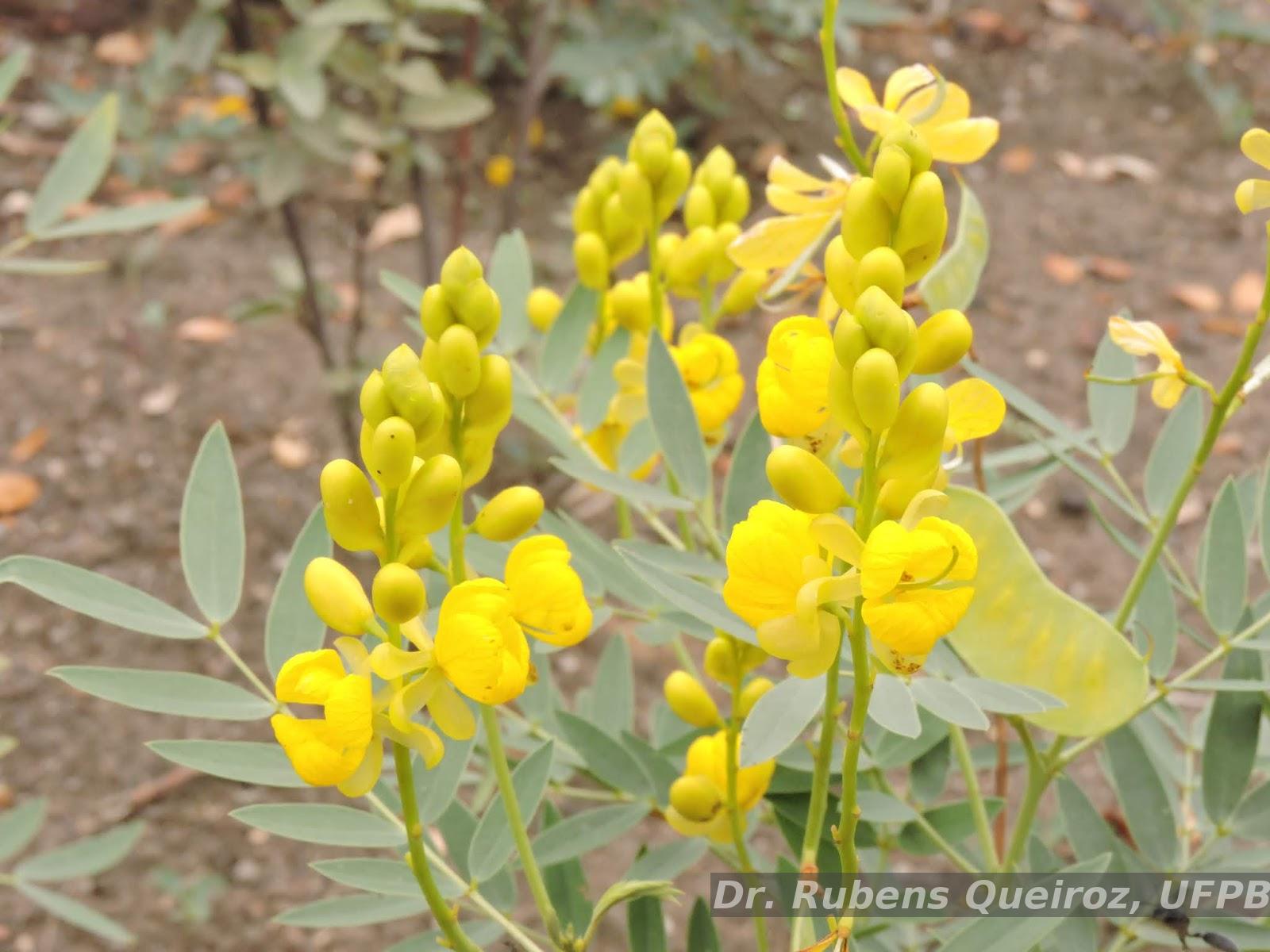 Flora e Funga do Brasil - Senna alexandrina Mill.