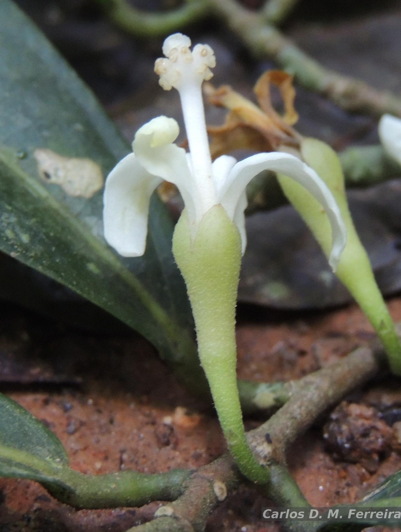 Flora e Funga do Brasil - Garcinia macrophylla Mart.