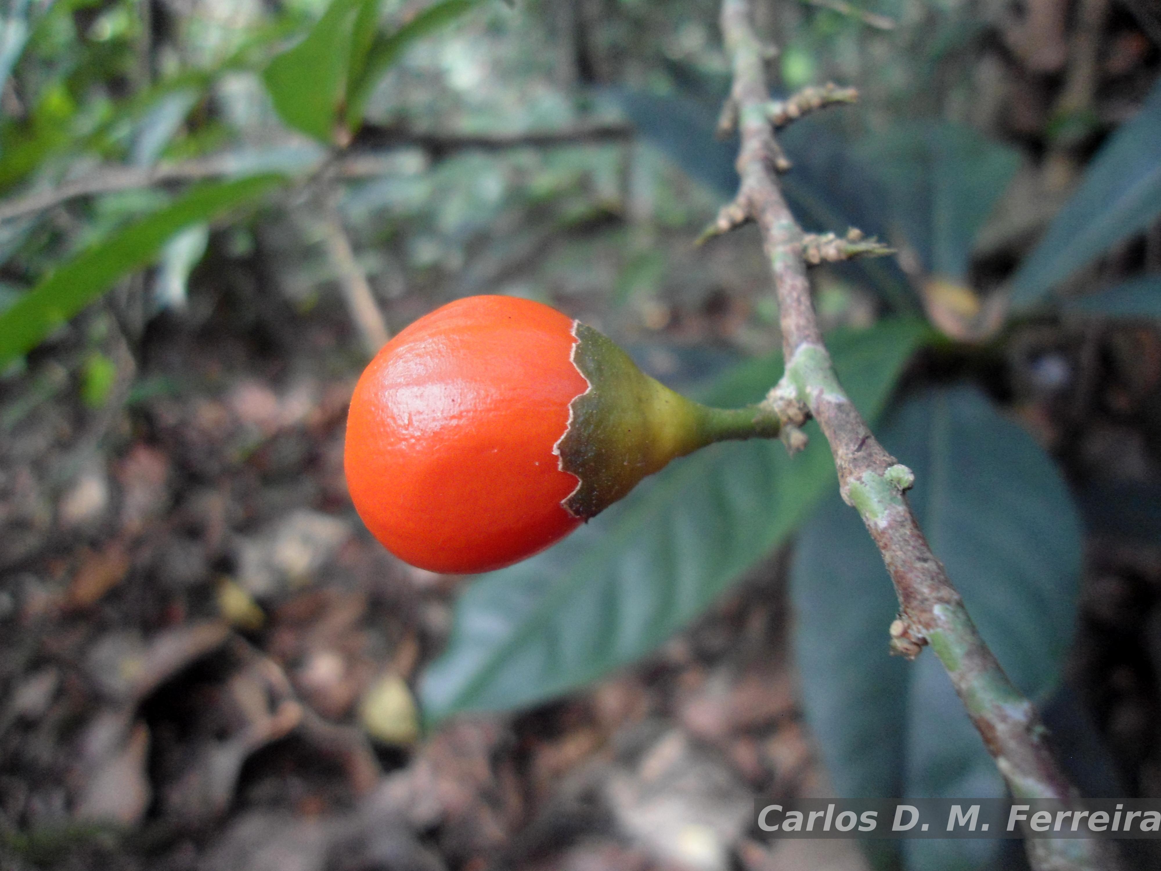 Flora e Funga do Brasil - Garcinia macrophylla Mart.