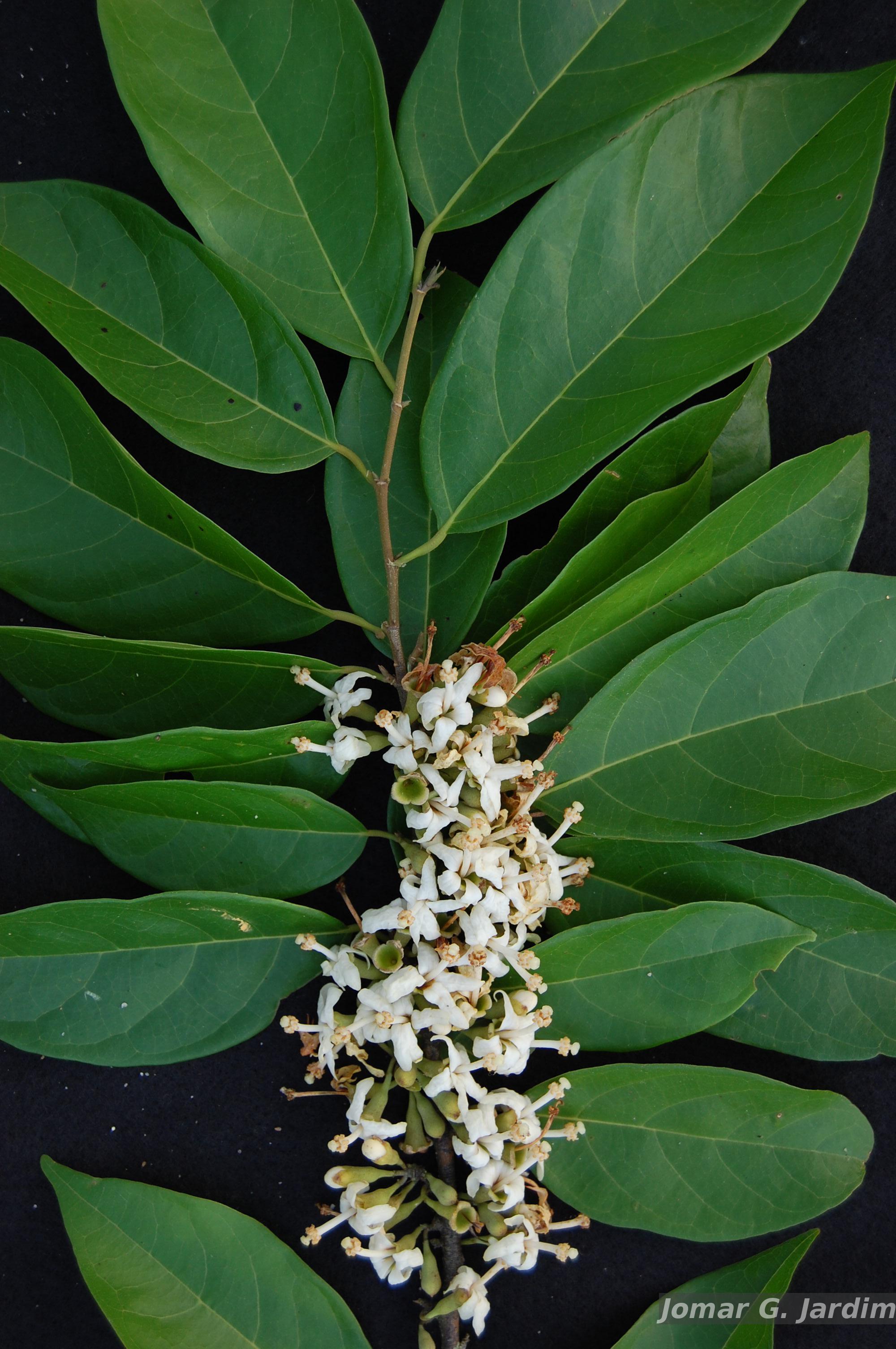 Flora e Funga do Brasil - Garcinia macrophylla Mart.