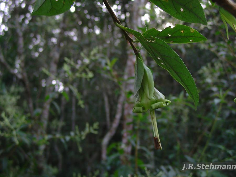 Flora e Funga do Brasil - Dyssochroma viridiflorum (Sims) Miers