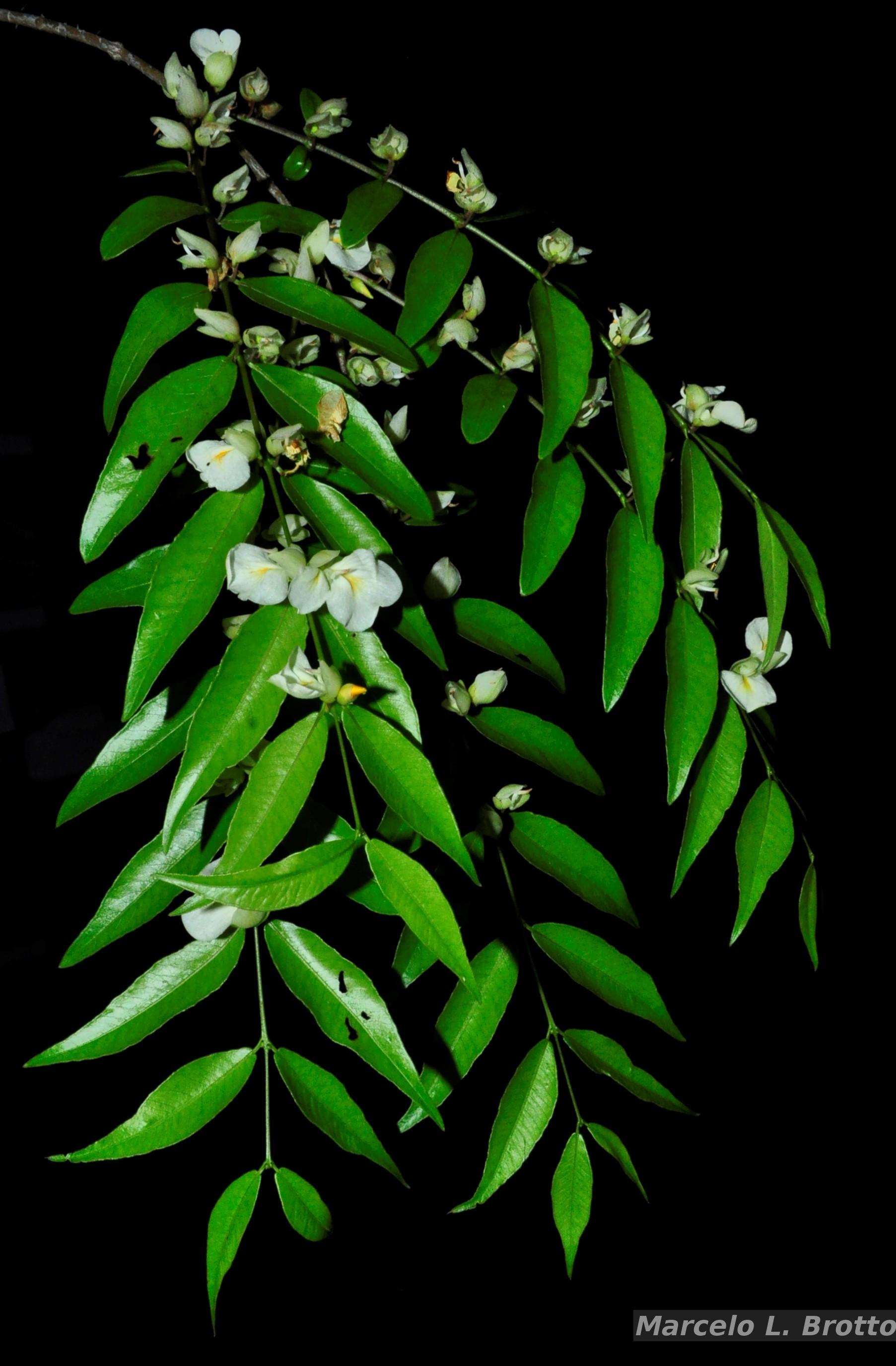 Flora e Funga do Brasil