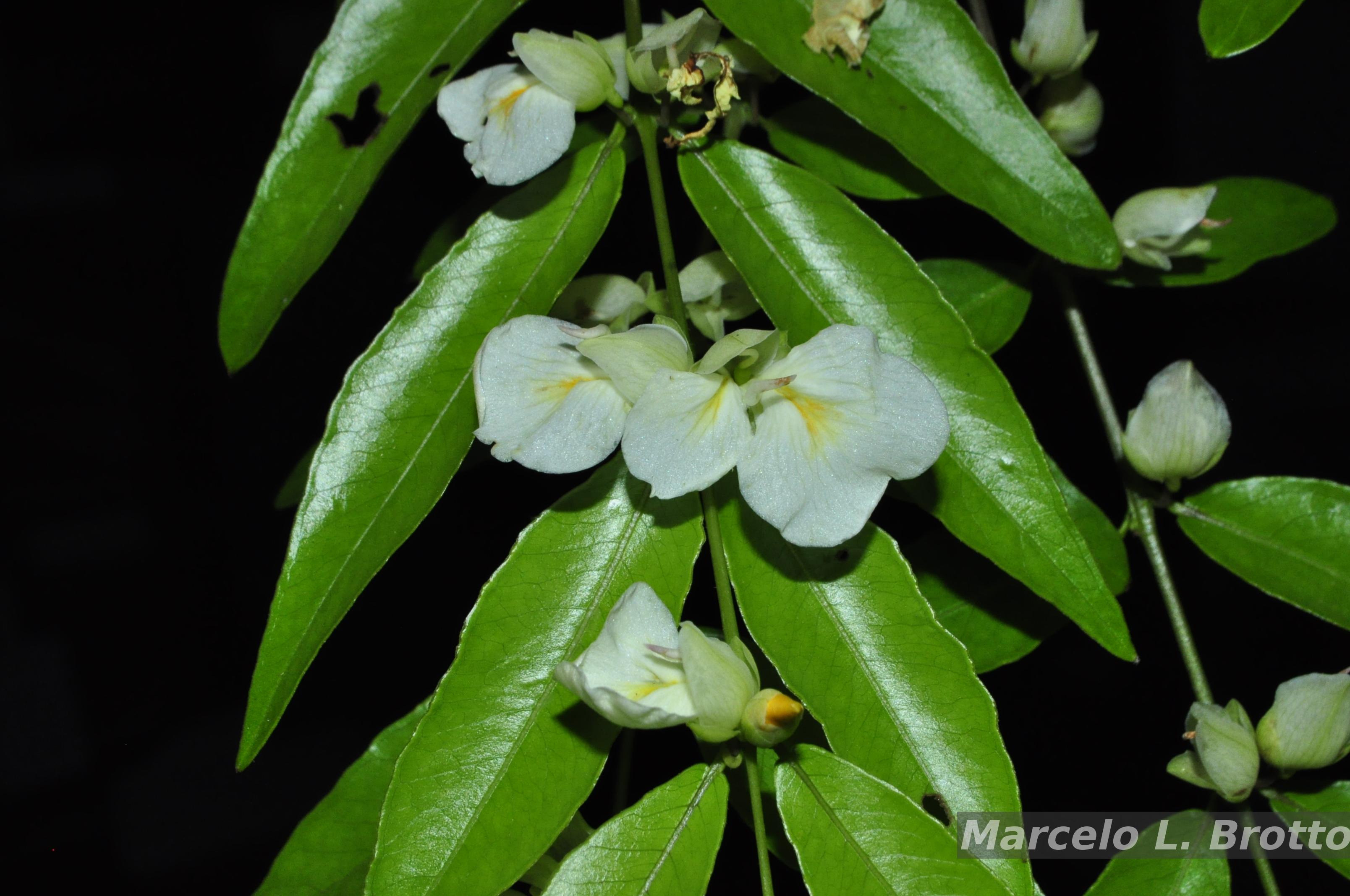 old mountain × BOTANIZE 　KAKERUYATU Flora e Funga do Brasil