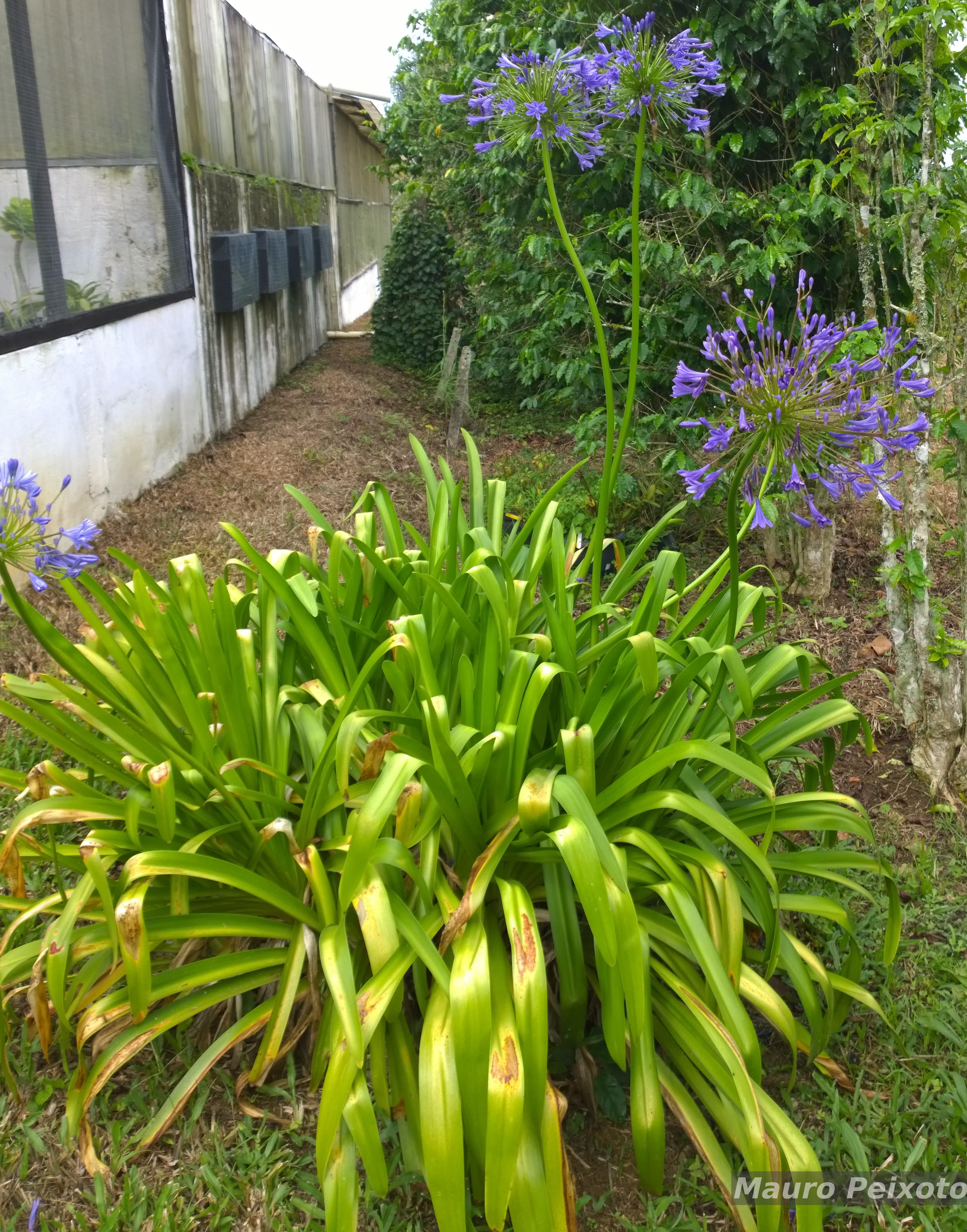 Flora e Funga do Brasil - Agapanthus L'Hér.