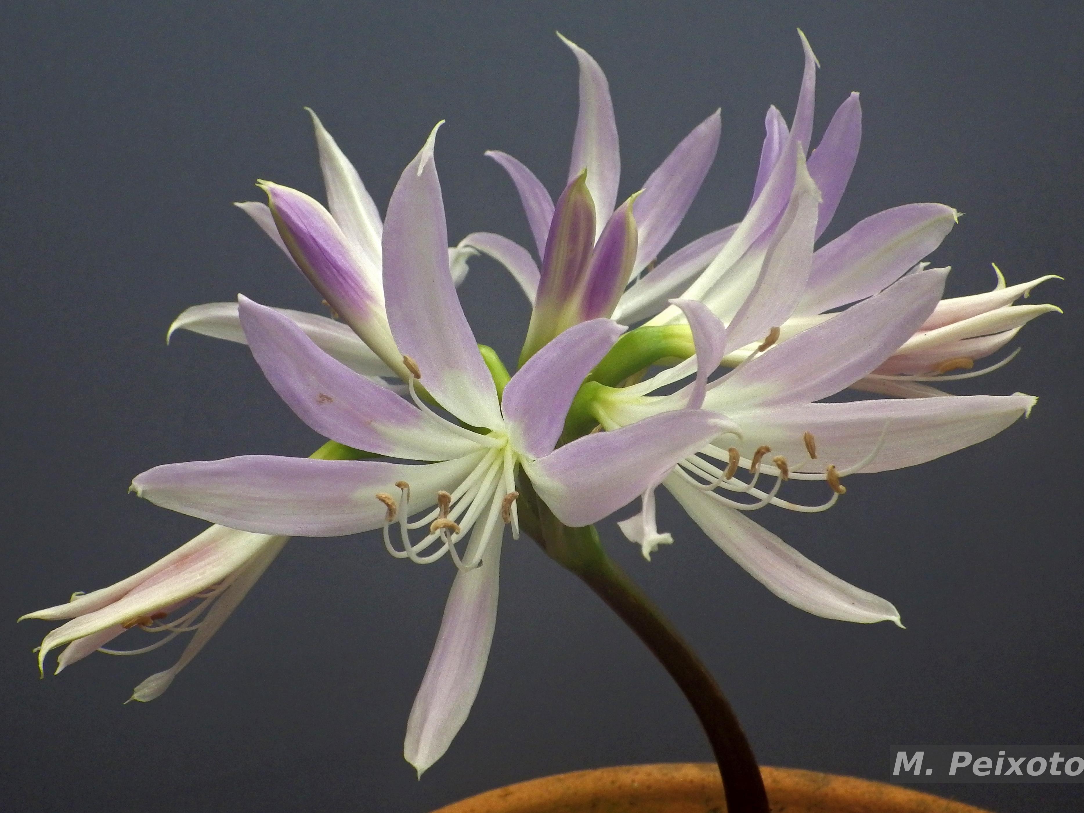 Flora e Funga do Brasil