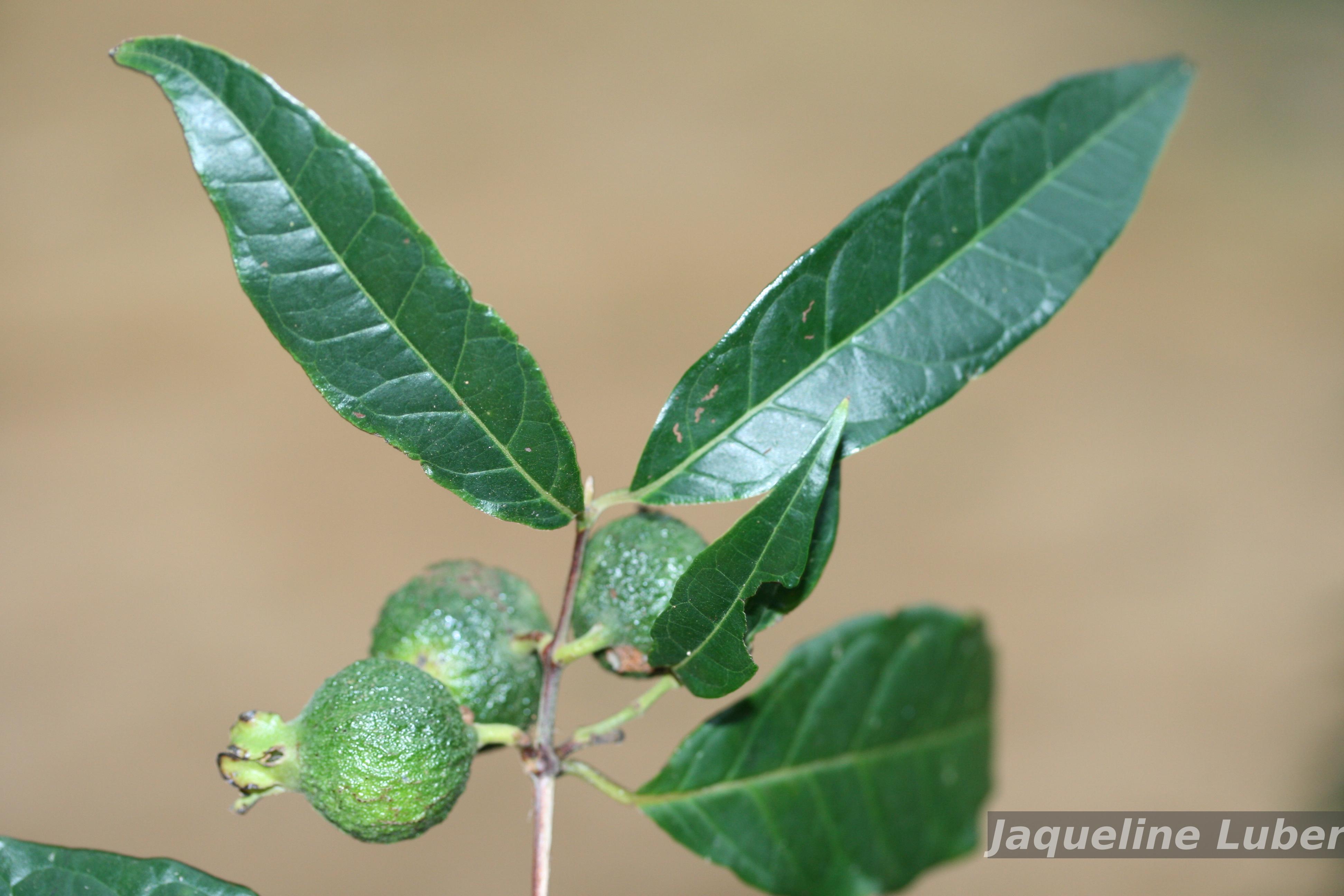 Flora e Funga do Brasil