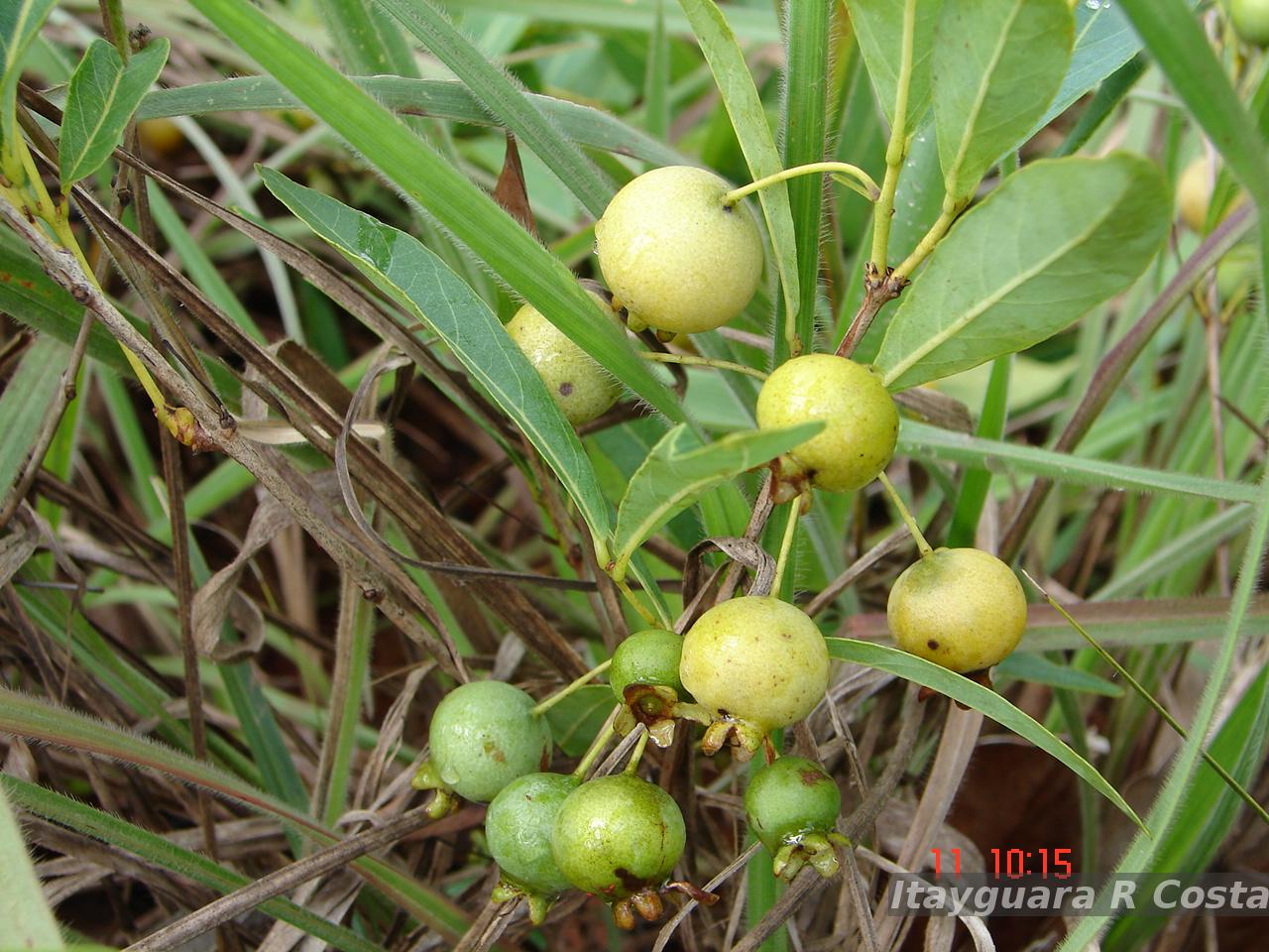 Flora e Funga do Brasil