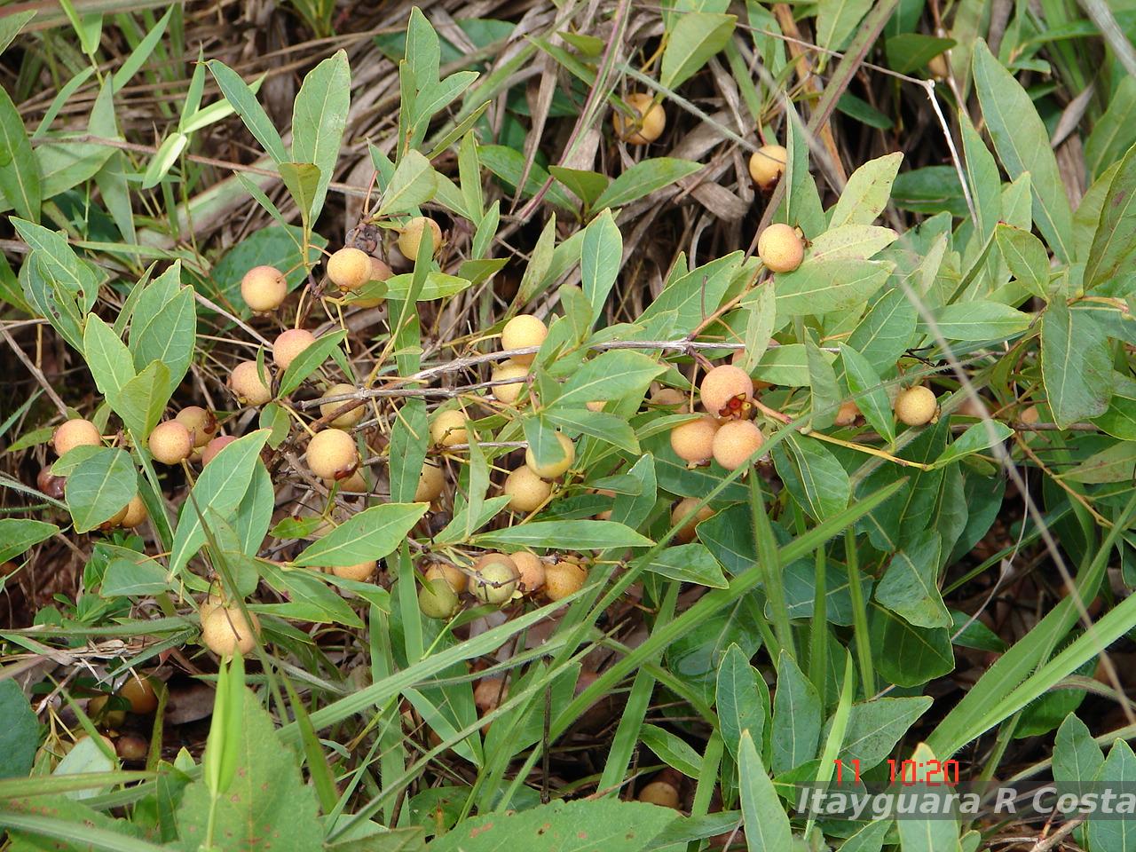 Flora e Funga do Brasil